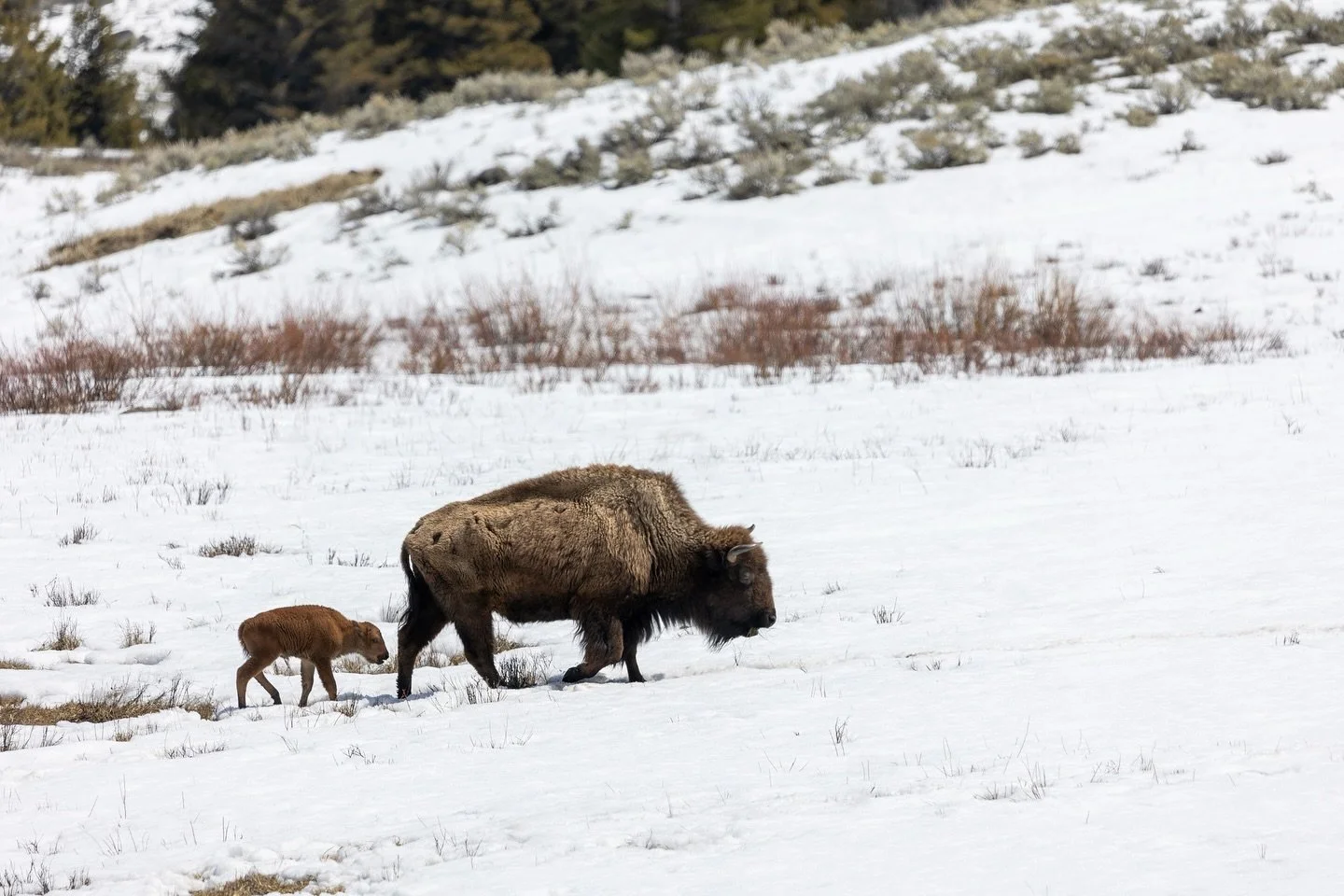 A bison cow leads her newborn calf across a snow-covered field in early spring.
-
Visit our website at www.ldproductions.co to explore our video and photo portfolio, latest films, blogs, and happenings at LD Productions.
-
#Bison #AmericanBison #Wild