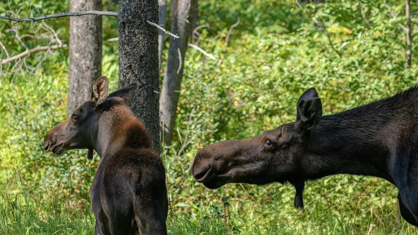 Happy National Wildlife Day!🦋
-
Visit our website at www.ldproductions.co to explore our video and photo portfolio, latest films, blogs, and happenings at LD Productions.
-
#NationalWildlifeDay #WildlifeConservation #ProtectWildlife #WildlifePhotogr