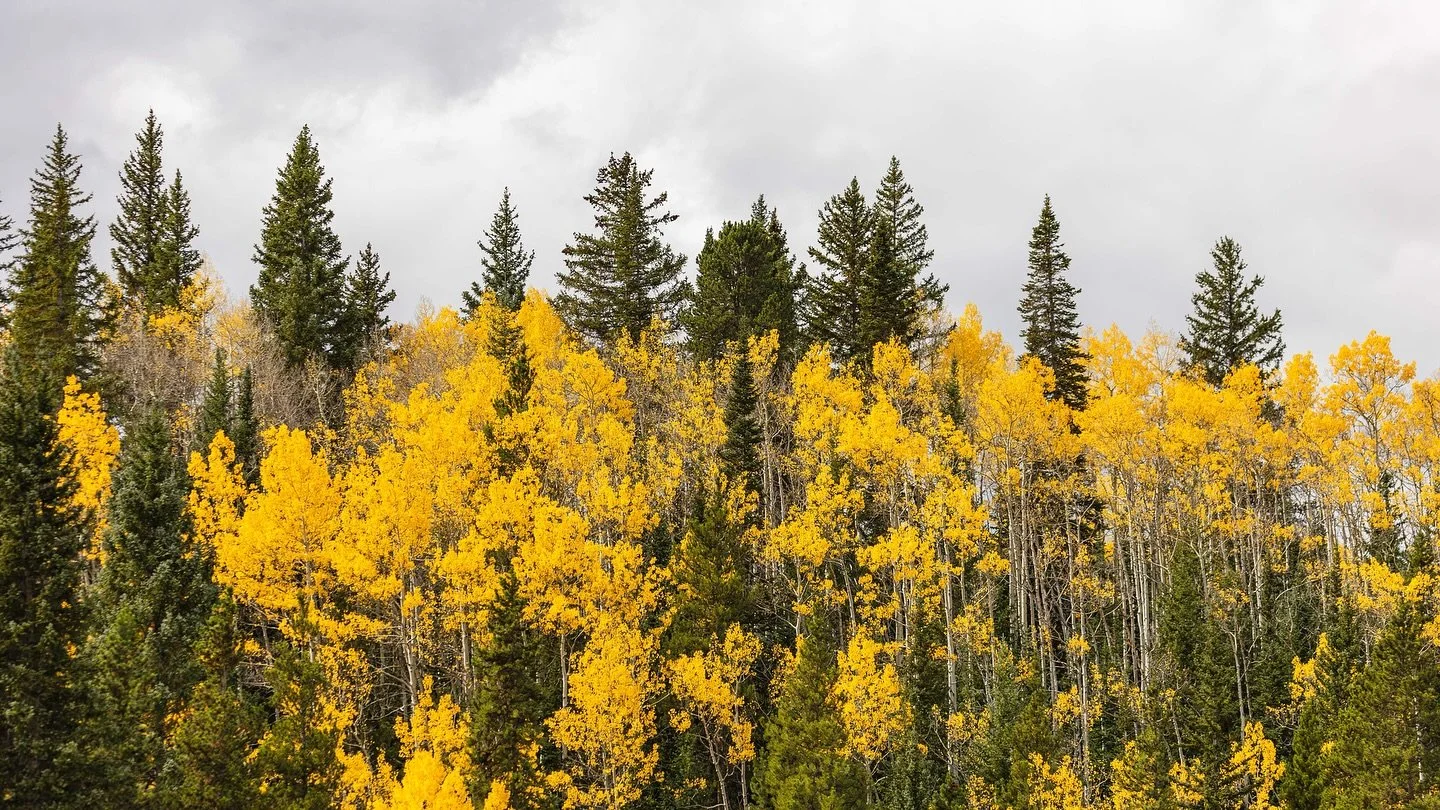 Golden aspens before the storm on Boreas Pass Road in Breckenridge, Colorado.
-
Visit our website at www.ldproductions.co to explore our video and photo portfolio, latest films, blogs, and happenings at LD Productions.
- 
@9newsdenver @bestofbreck @v
