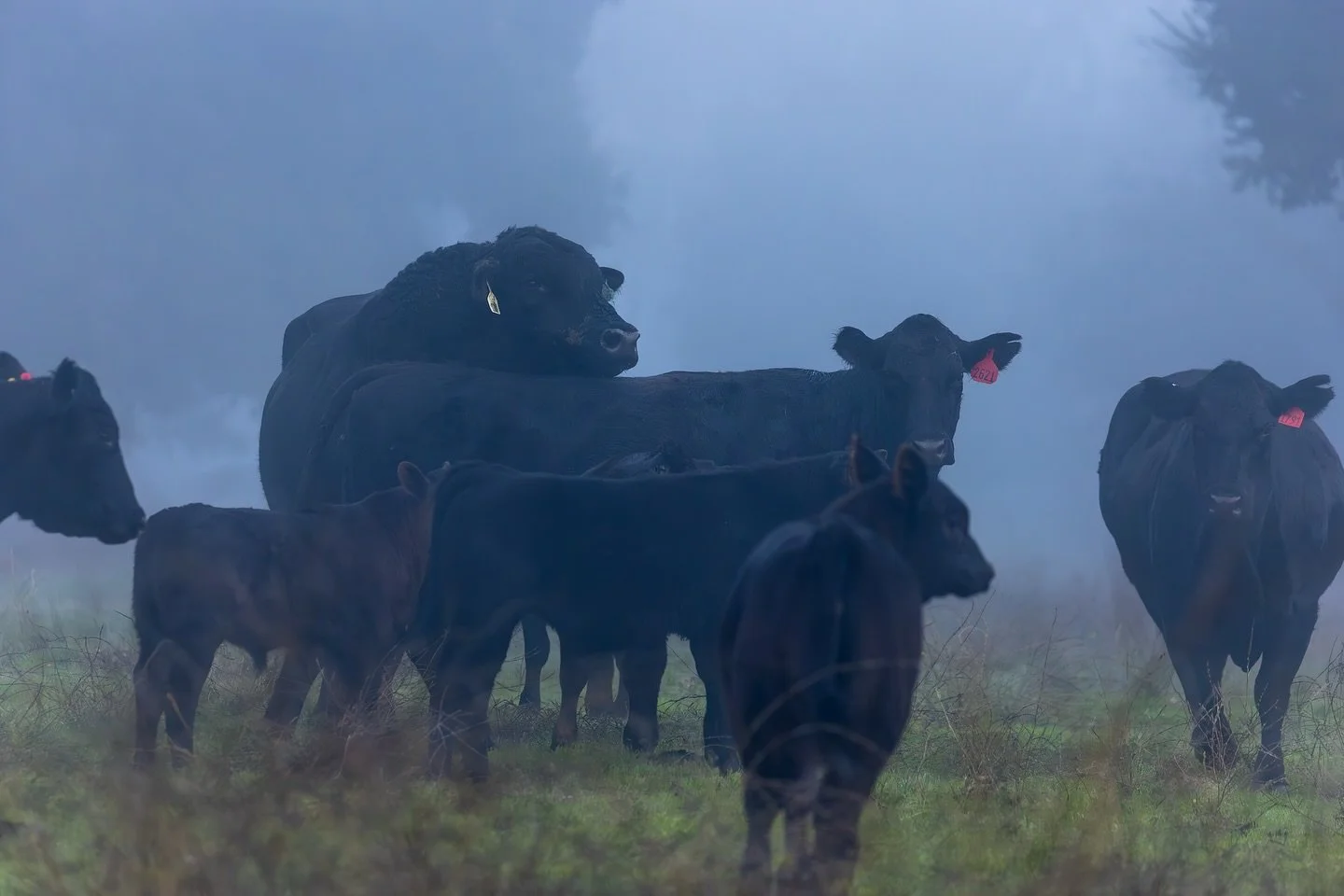 Early morning fog, cool crisp air, and silence among the herd. Scenes we never get tired of capturing.
-
Visit our website at www.ldproductions.co to explore our video and photo portfolio, latest films, blogs, and happenings at LD Productions.
-
#Reg