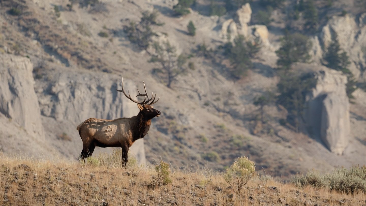 Standing at the canyon&rsquo;s edge, an elk surveys the vast, breathing wilderness of Yellowstone.
-
Visit our website at www.ldproductions.co to explore our video and photo portfolio, latest films, blogs, and happenings at LD Productions.
-
#yellows