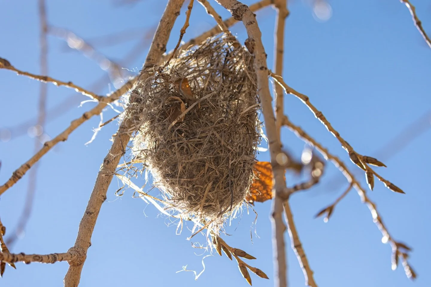 This neat little woven nest tucked in a Colorado tree glows in the sunlight, showing off the delicate craftsmanship of local birds.
-
Visit our website at www.ldproductions.co to explore our video and photo portfolio, latest films, blogs, and happeni