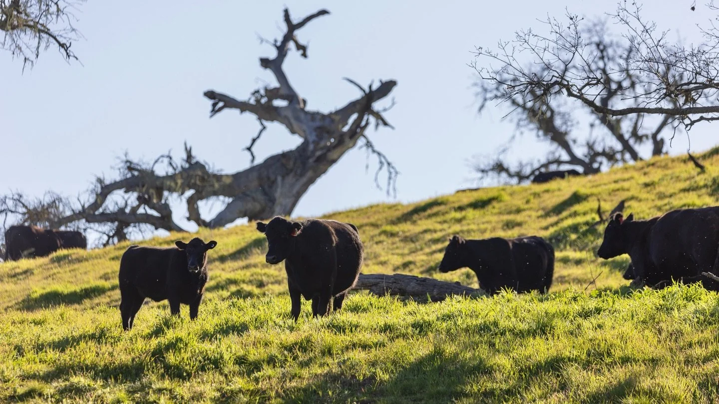 Through rotational grazing in the diverse ecosystem of Santa Barbara County, California, these cattle are essential for regenerative land management. 

Their targeted and planned rotation allows for even manure distribution, naturally cycling nutrien