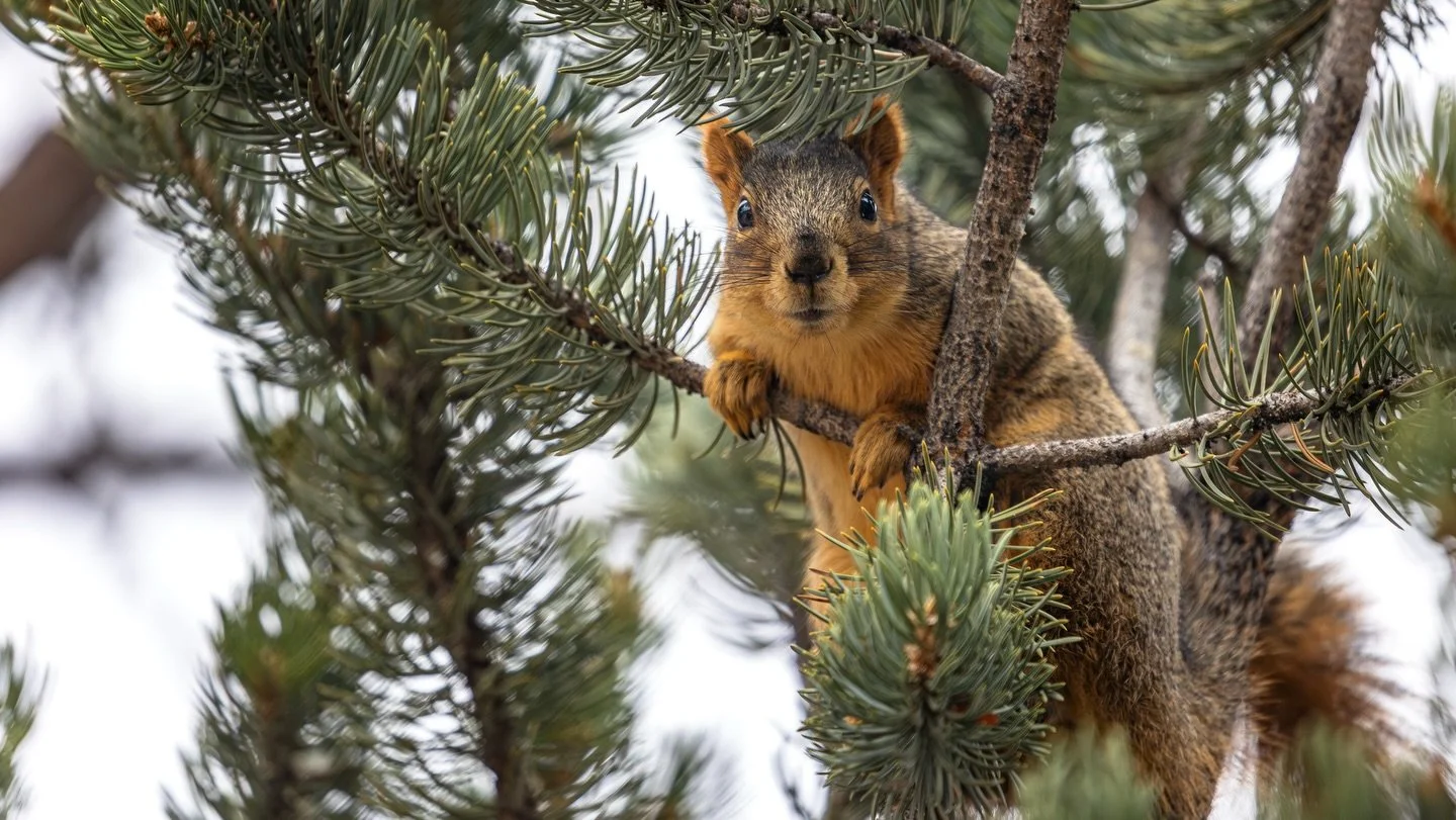 A Happy New Year from one of Boulder&rsquo;s very own squirrels!

#wildlifephotography #naturephotography #animalsofinstagram #coloradowildlife #naturelovers