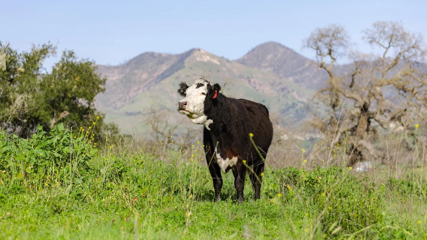 A very happy cow taking in stunning green winter grass in California 🌱

To learn more about our work and mission, you can explore our portfolio and latest projects by visiting our website: www.ldproductions.co.

#RegenerativeAgriculture #RegenAG #Ca