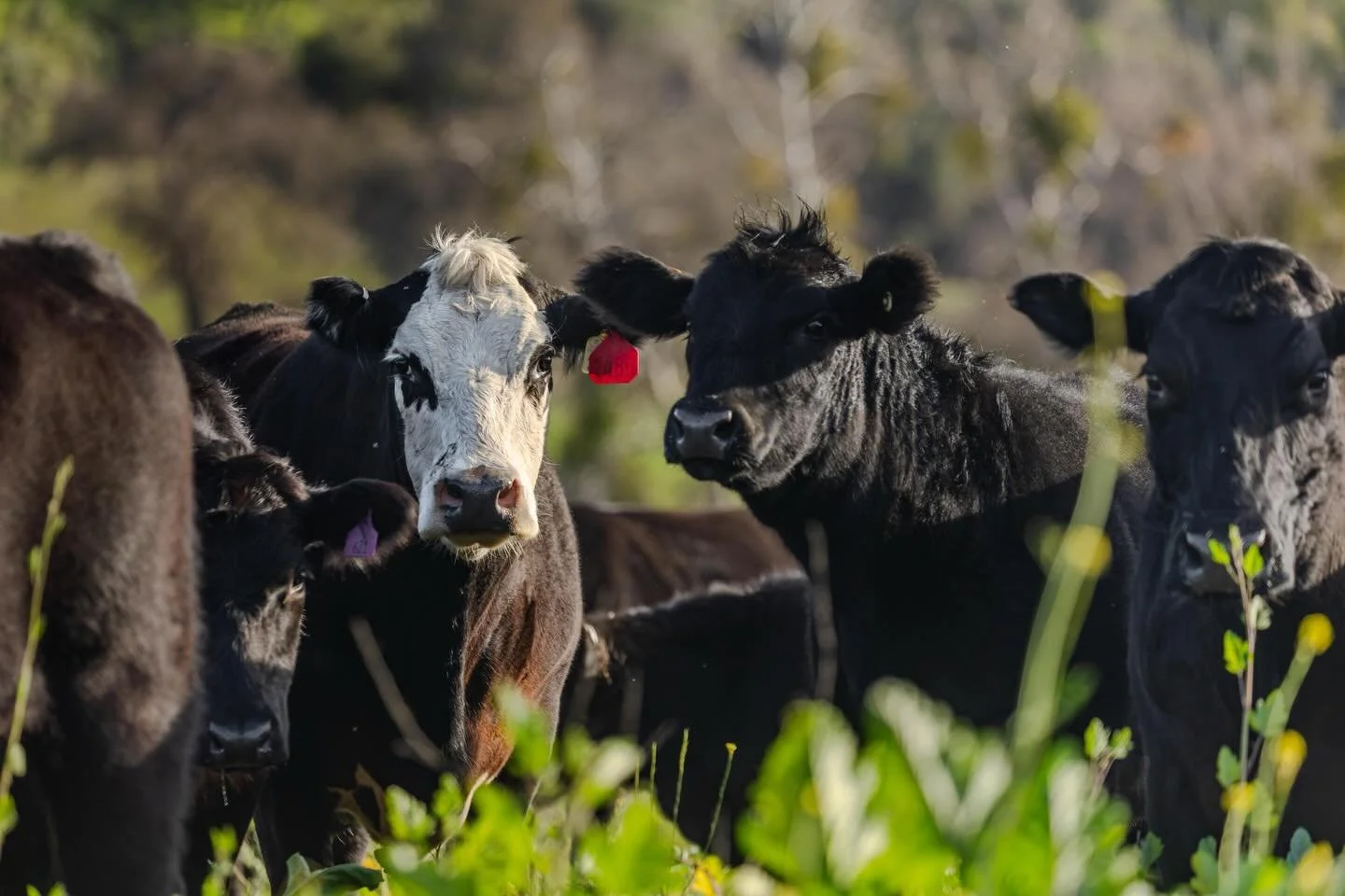 Two mamas side by side, raising calves and taking on the pasture together🐄💛

To learn more about our work and mission, you can explore our portfolio and latest projects by visiting our website: www.ldproductions.co.

#Regenerative #RegenAg #Regener