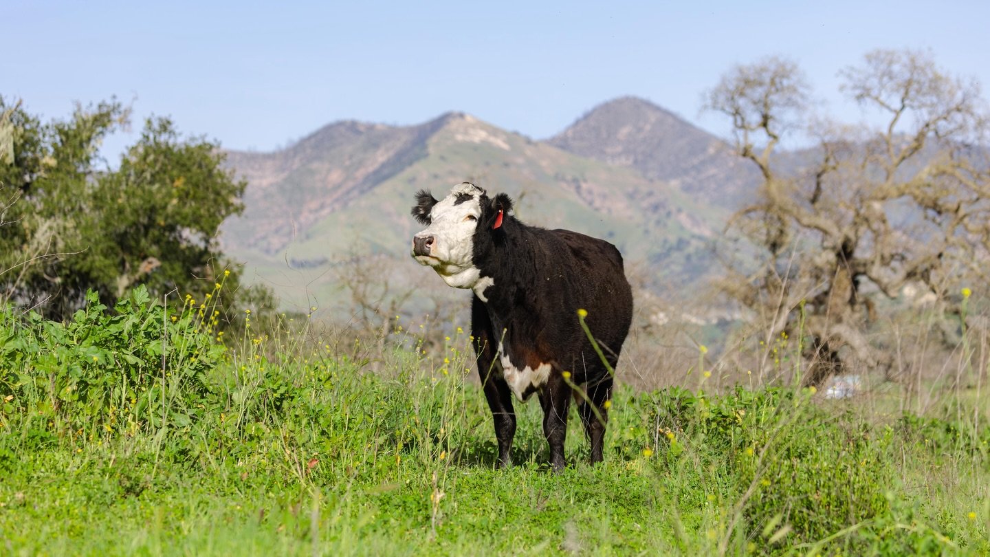 A very happy cow taking in stunning green winter grass in California 🌱

To learn more about our work and mission, you can explore our portfolio and latest projects by visiting our website: www.ldproductions.co.

#RegenerativeAgriculture #RegenAG #Ca