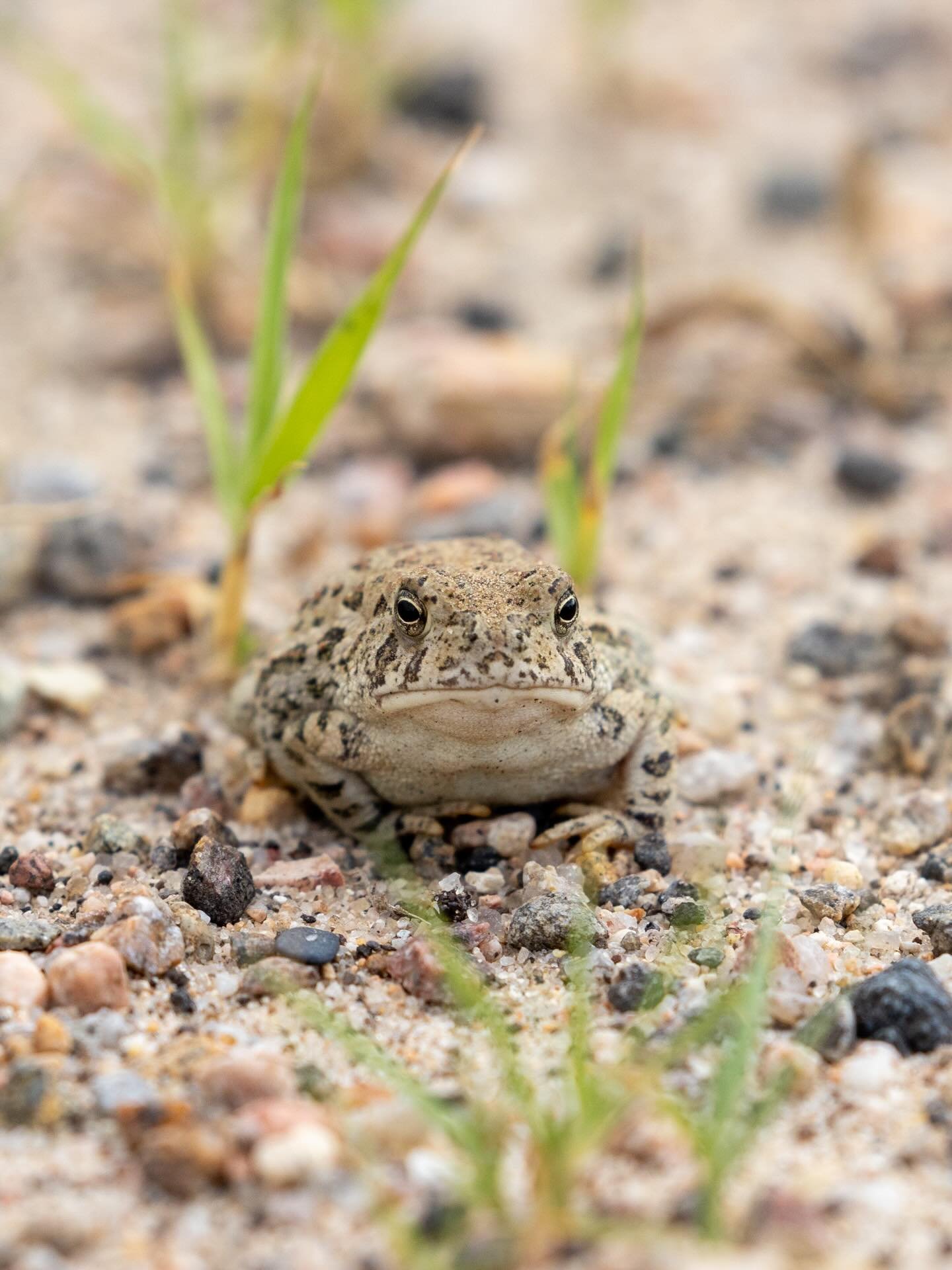 Out on a shoot in Colorado, this Great Plains toad was hiding in plain sight. Our eyes passed right over it as it blended seamlessly with the sun-baked rocks, nearly indistinguishable from its surroundings. Then one of the &ldquo;rocks&rdquo; moved. 