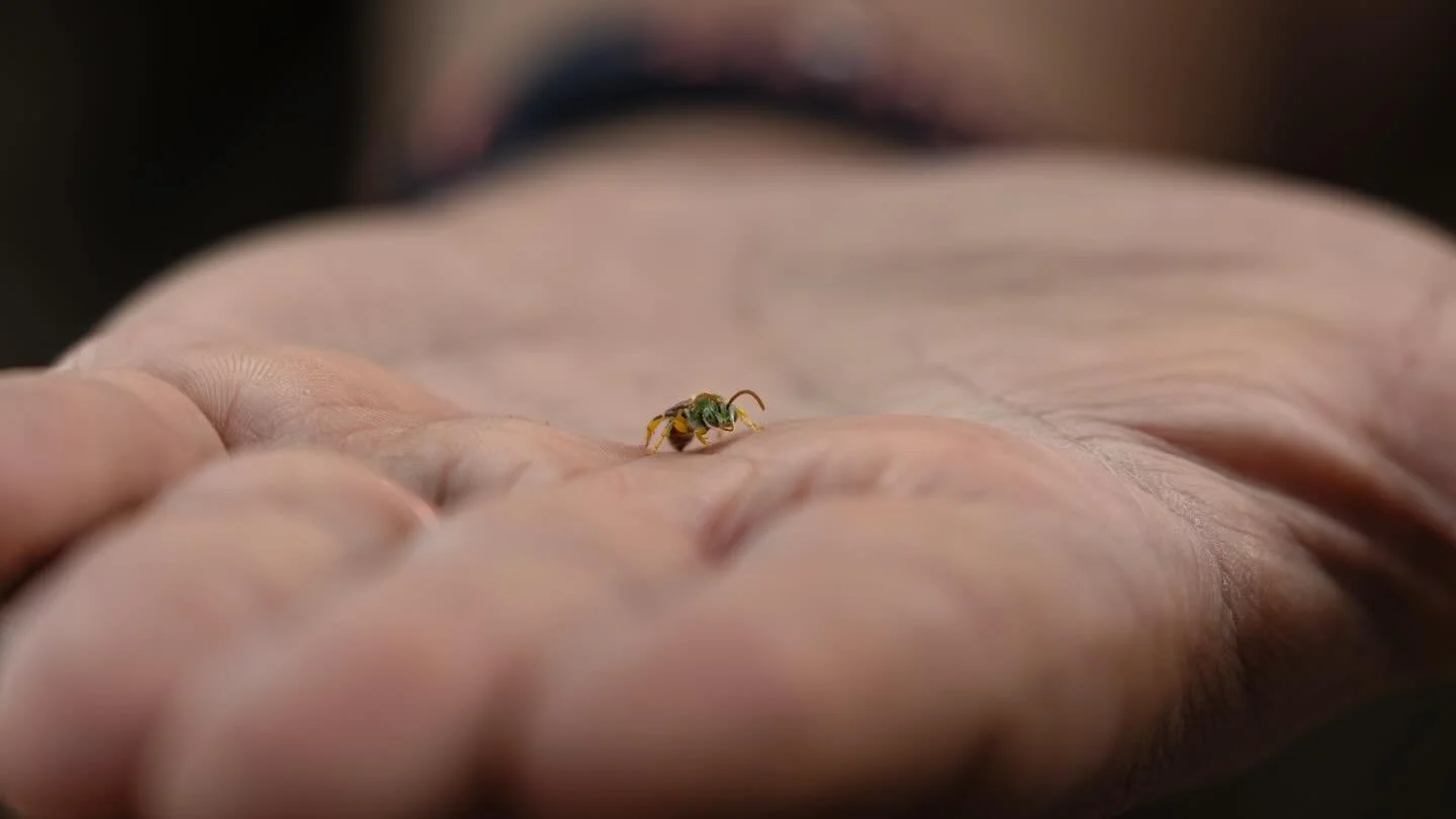 Did you know wine country can also be bee country?

OSU&rsquo;s Dr. Andony Melathopoulos is teaming up with Willamette Valley vineyards to turn them into pit stops for pollinators, building a connected network of bee-friendly habitat across one of Or