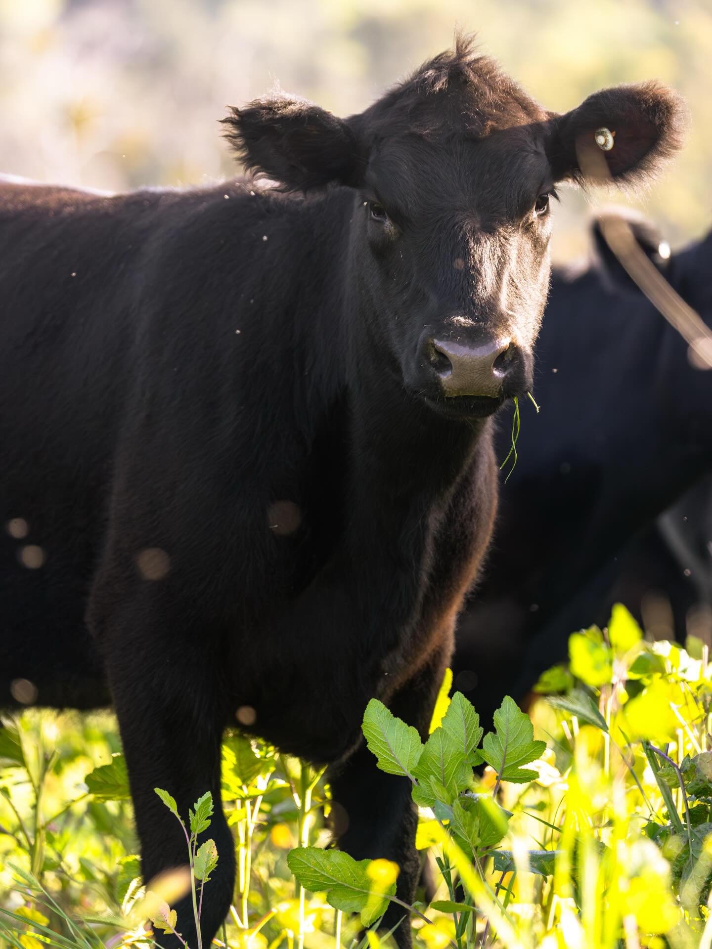 She&rsquo;s not just eating grass. She&rsquo;s healing the land beneath her hooves.

To learn more about our work and mission, you can explore our portfolio and latest projects by visiting our website: www.ldproductions.co.

#RegenerativeAgriculture 