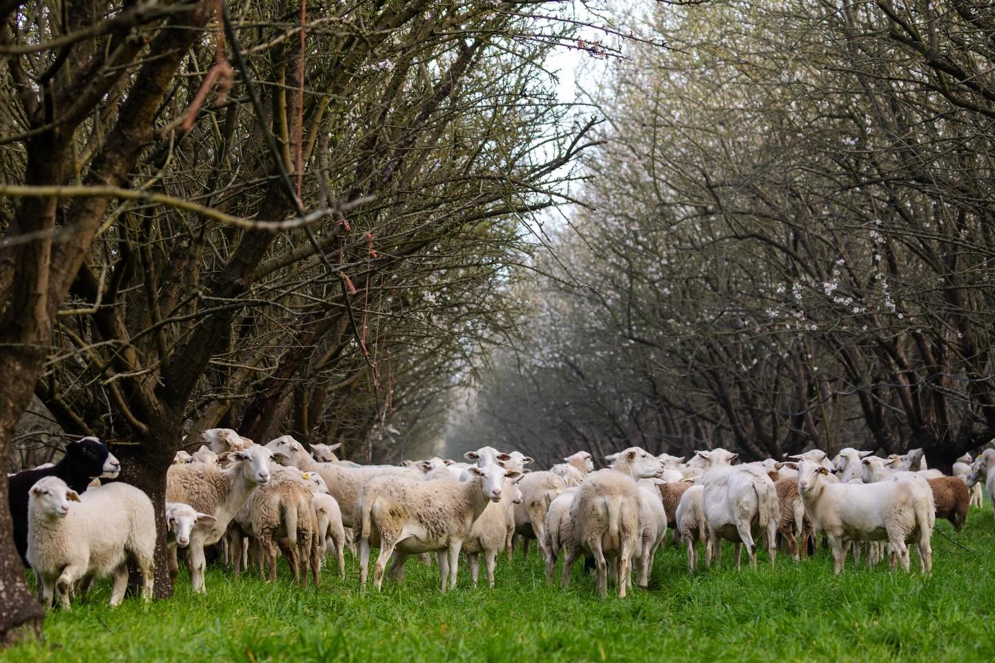 In Kern and Merced County, California, Julie Finzel of the University of California Agriculture and Natural Resources is working with local farmers to study the impacts of integrating cover crops and sheep grazing in almond orchards. In conventional 
