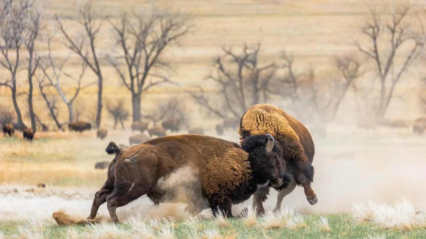 All gas, no brakes🦬💨 Two bulls throwing down bison style on the Colorado plains.

To learn more about our work and mission, you can explore our portfolio and latest projects by visiting our website: www.ldproductions.co.

#Bison #Colorado #Wildlife