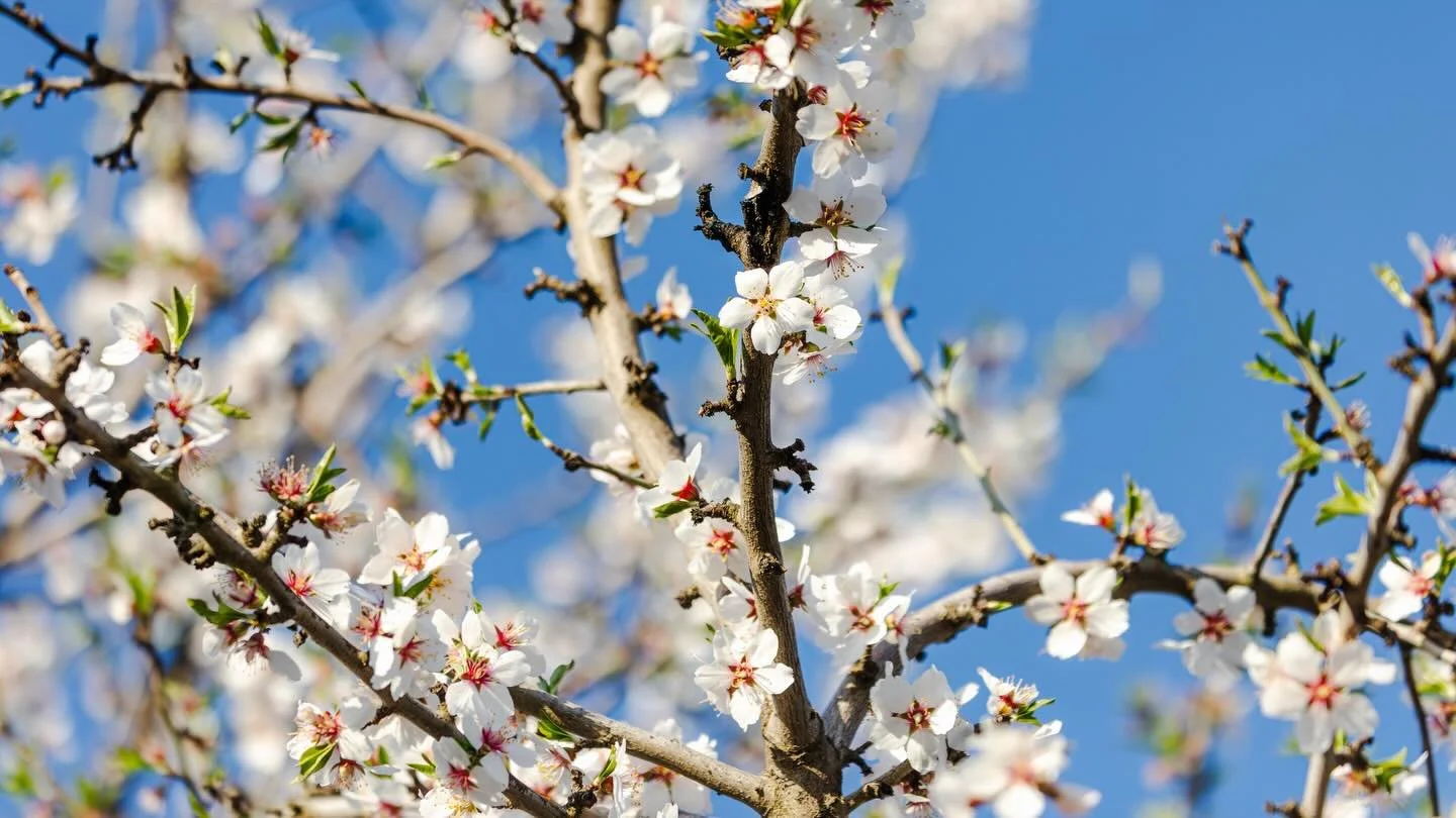 Almond blooms in California🌼

In case you missed it, we just released a new film with @westernsare following farmers in Kern and Merced County who are integrating cover crops and sheep grazing into their almond orchards. 

Head to Western SARE&rsquo