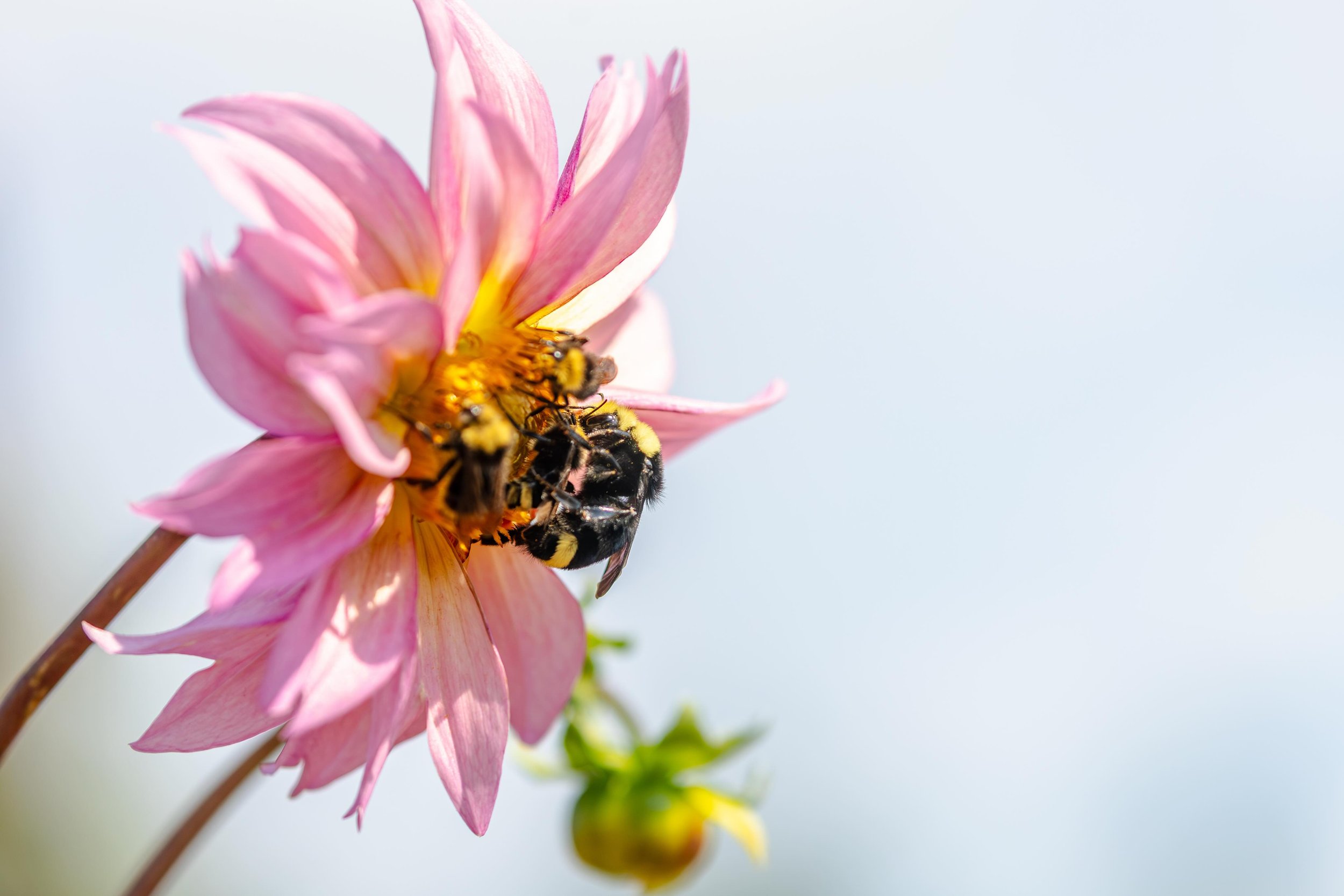 Happy World Bee Day! 

Wine and bees, a pairing you didn&rsquo;t know you needed🍷🐝

Last year, we partnered with @westernsare to spotlight a Professional + Producer grant making a real impact in Oregon&rsquo;s Willamette Valley. Dr. Andony Melathop