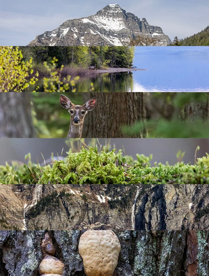 📍Glacier National Park, Montana, from the mountain peaks to the forest floor, there&rsquo;s beauty at every scale.

To learn more about our work and mission, you can explore our portfolio and latest projects by visiting our website: www.ldproduction