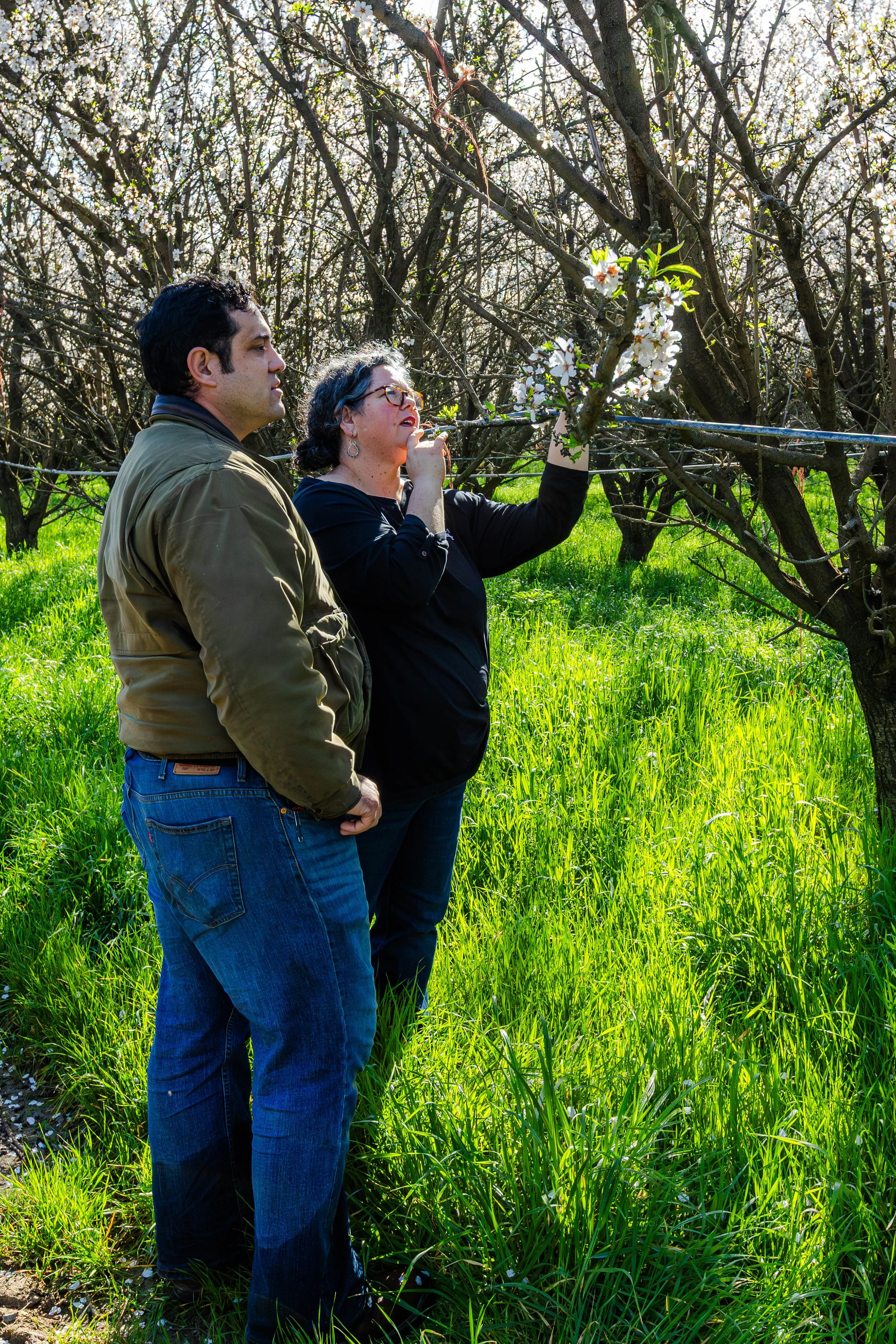 Sheep Grazing in Almond Orchards California