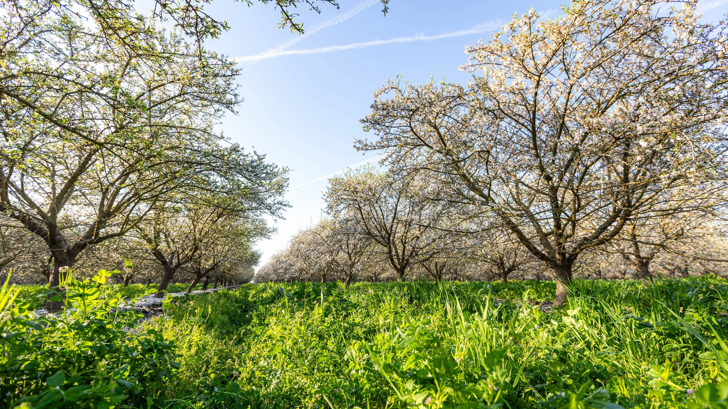 Western SARE Almond Orchards California