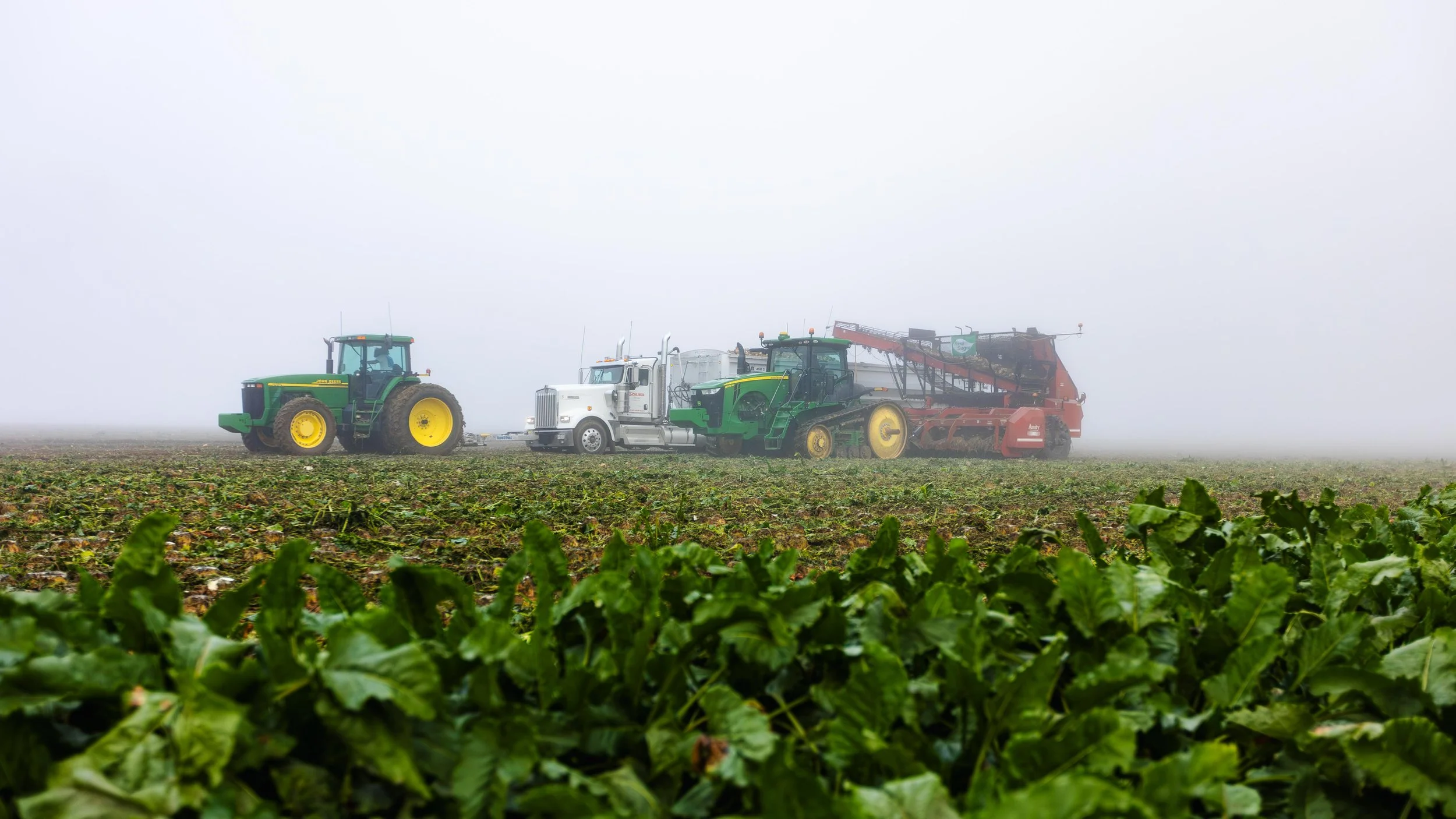 Longmont Colorado Sugar Beets