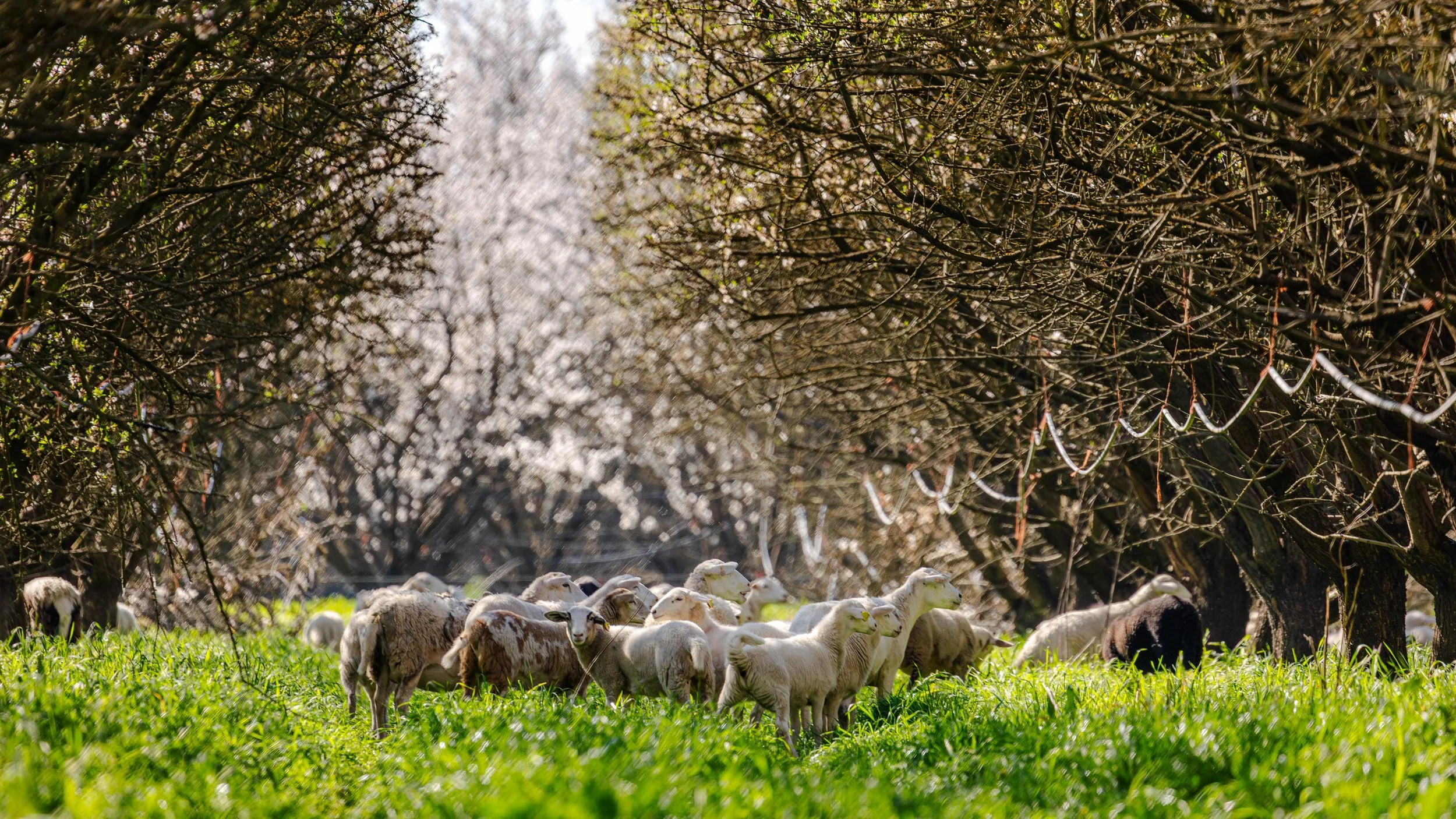 Sheep Grazing in Almond Orchards California