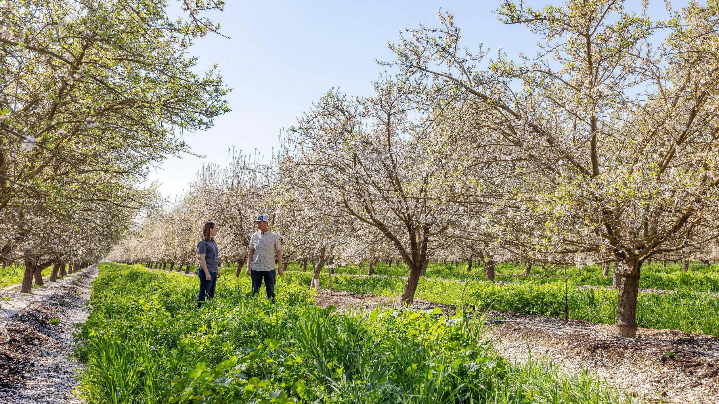 Western SARE Almond Orchards California