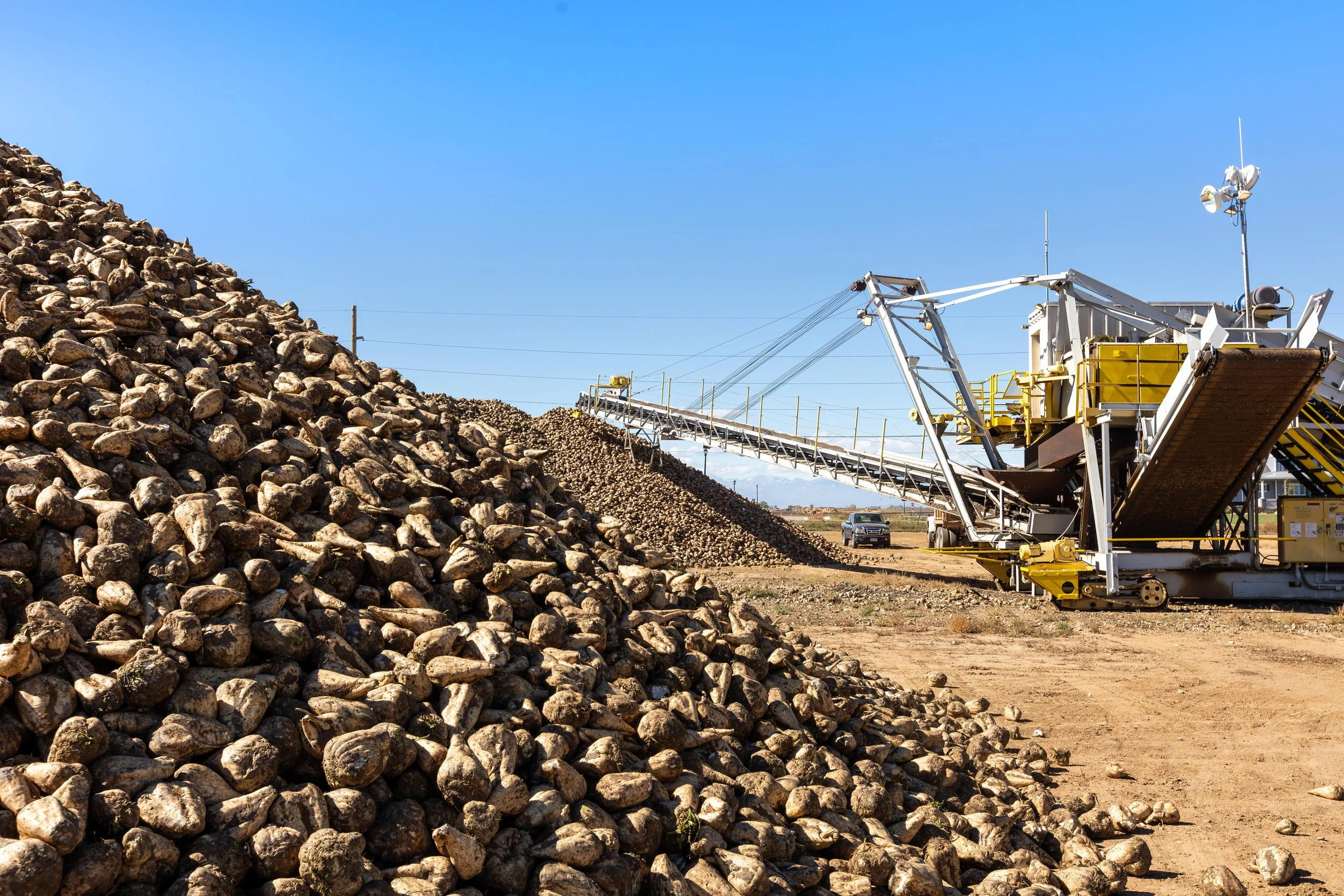 Longmont Colorado Sugar Beets