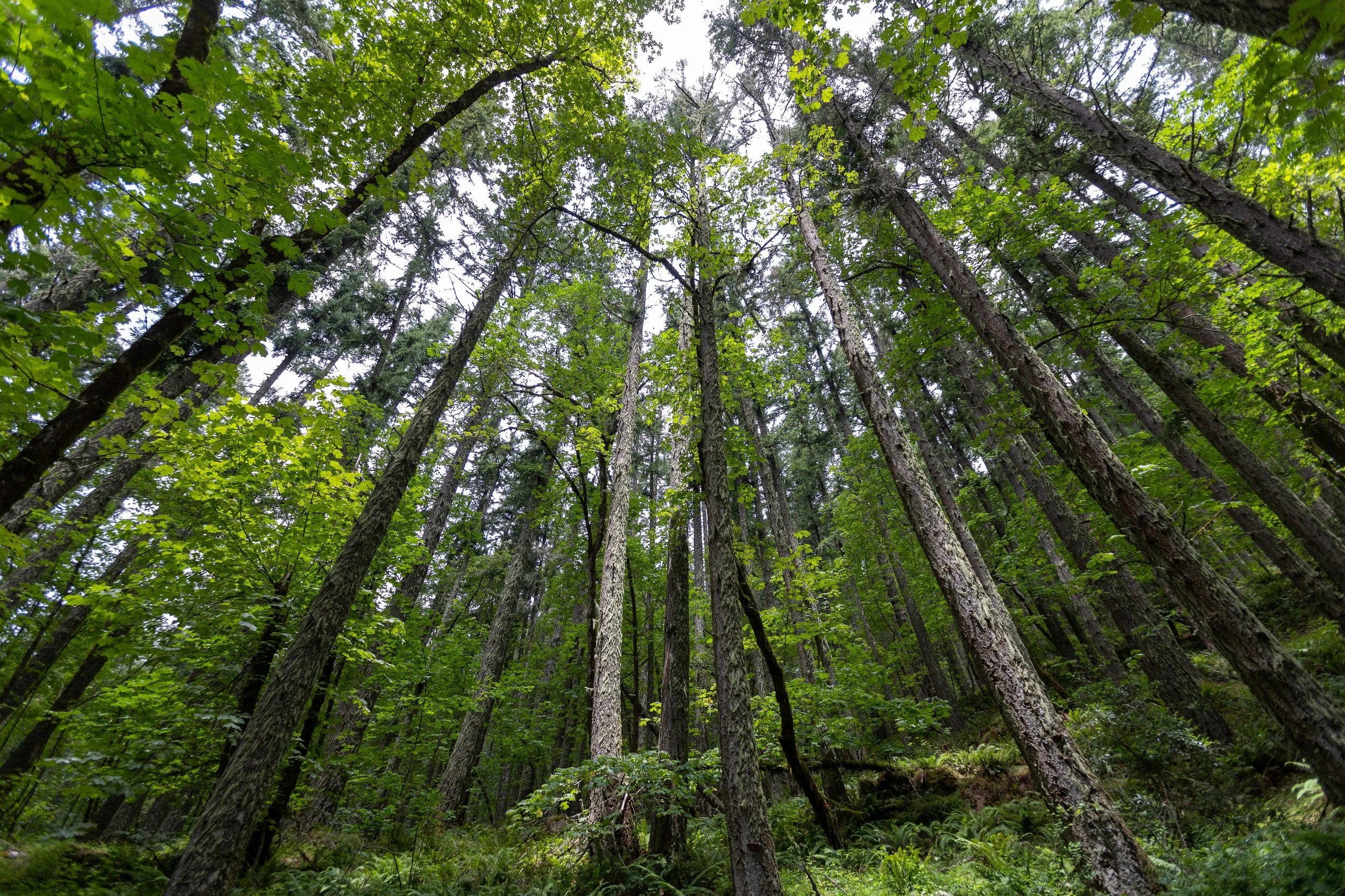 LD Productions Facebook