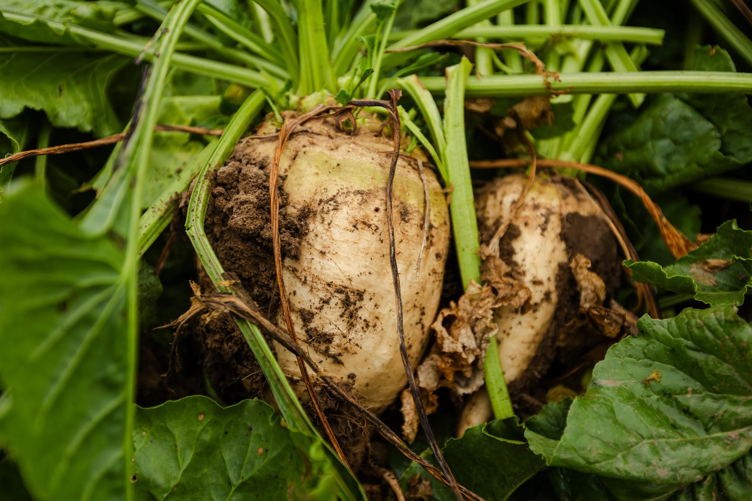 Western SARE Grants Colorado