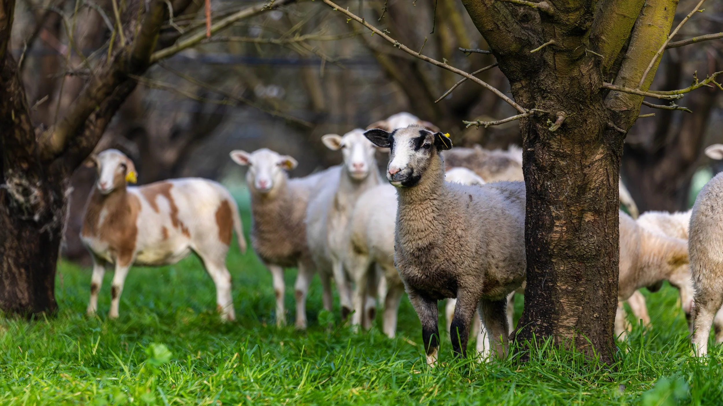 Sheep Grazing in Almond Orchards California