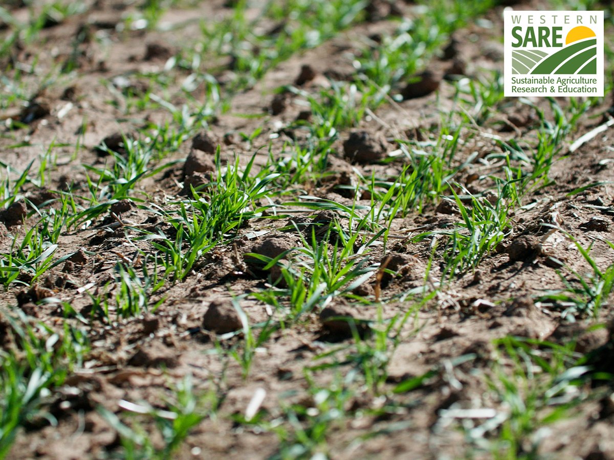 Combining Sustainable Ag Practices and Technology to Reduce Water Footprint