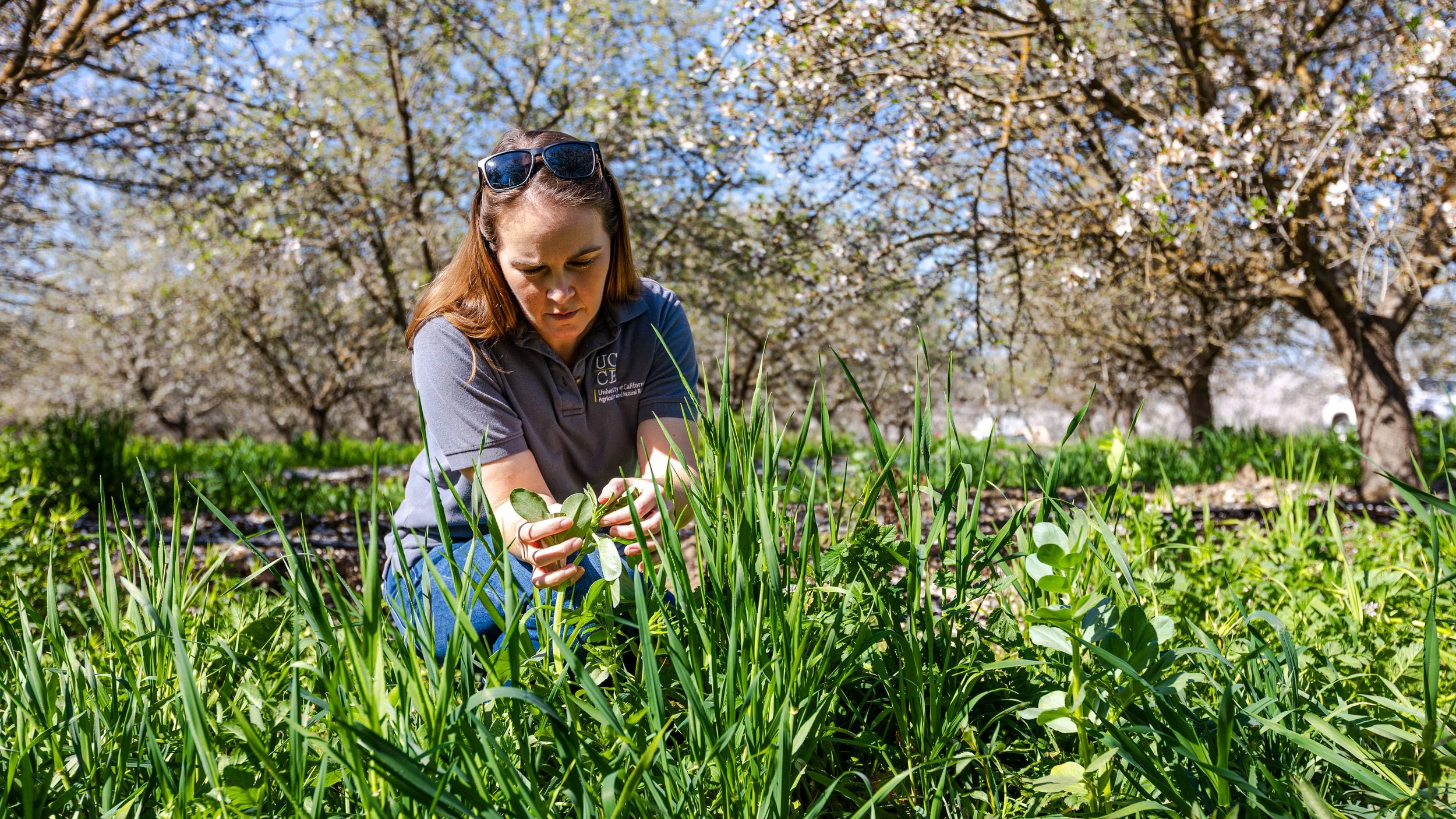 Integrating Cover Crops in Almond Orchards