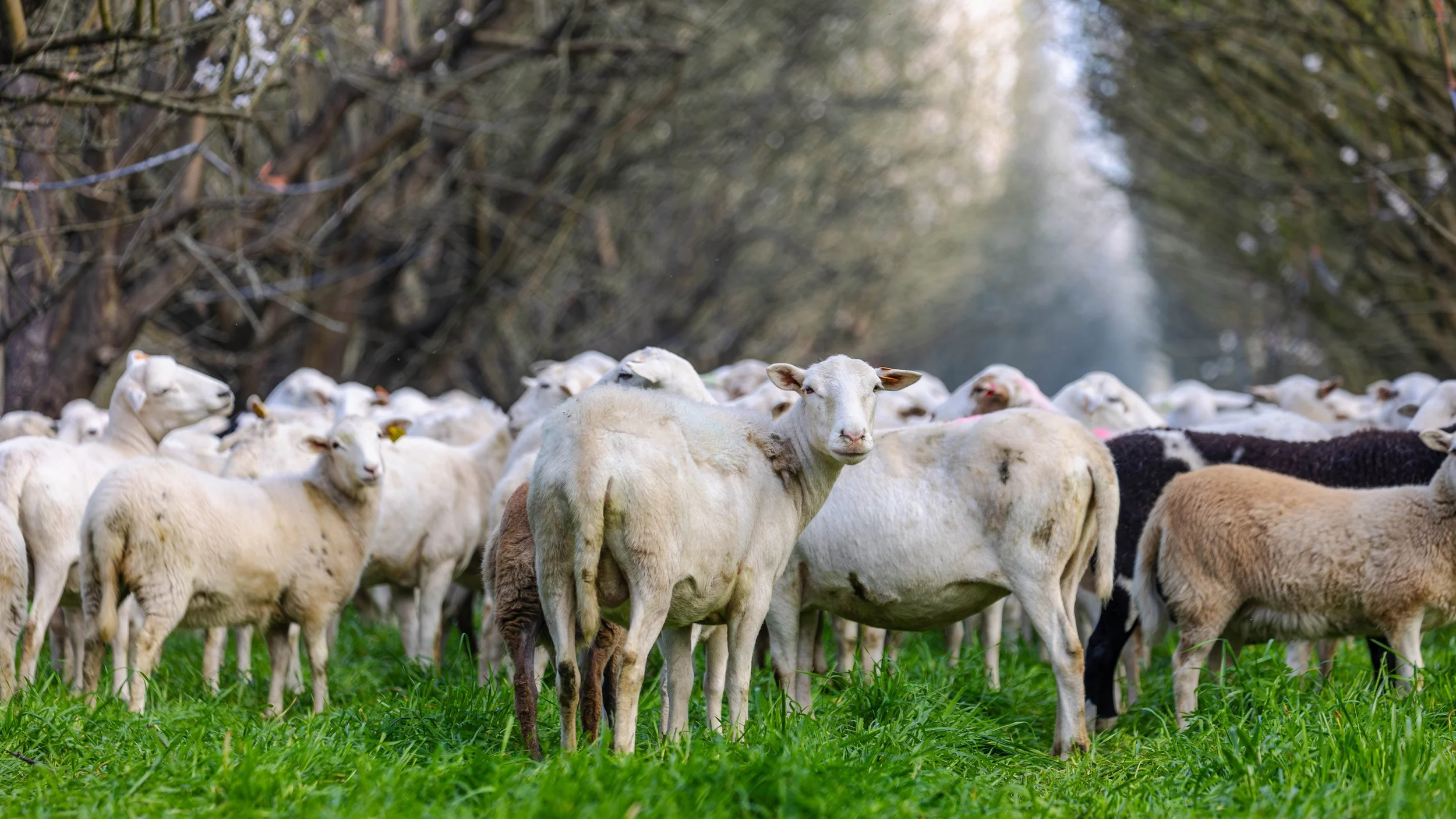 Western SARE | Burroughs Family Farms