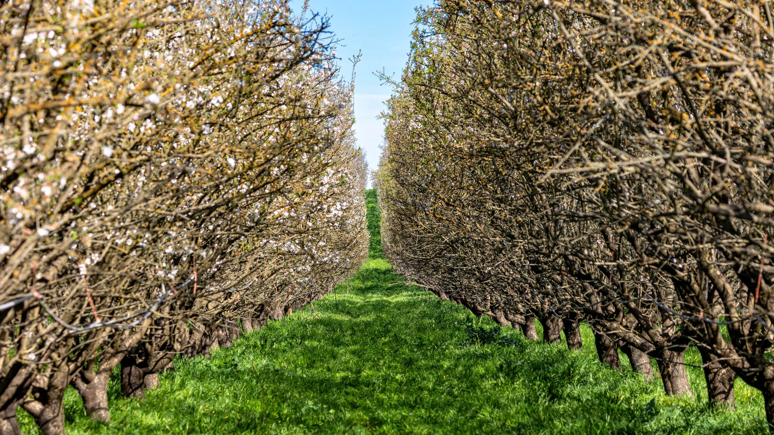 Sheep Grazing in Almond Orchards California