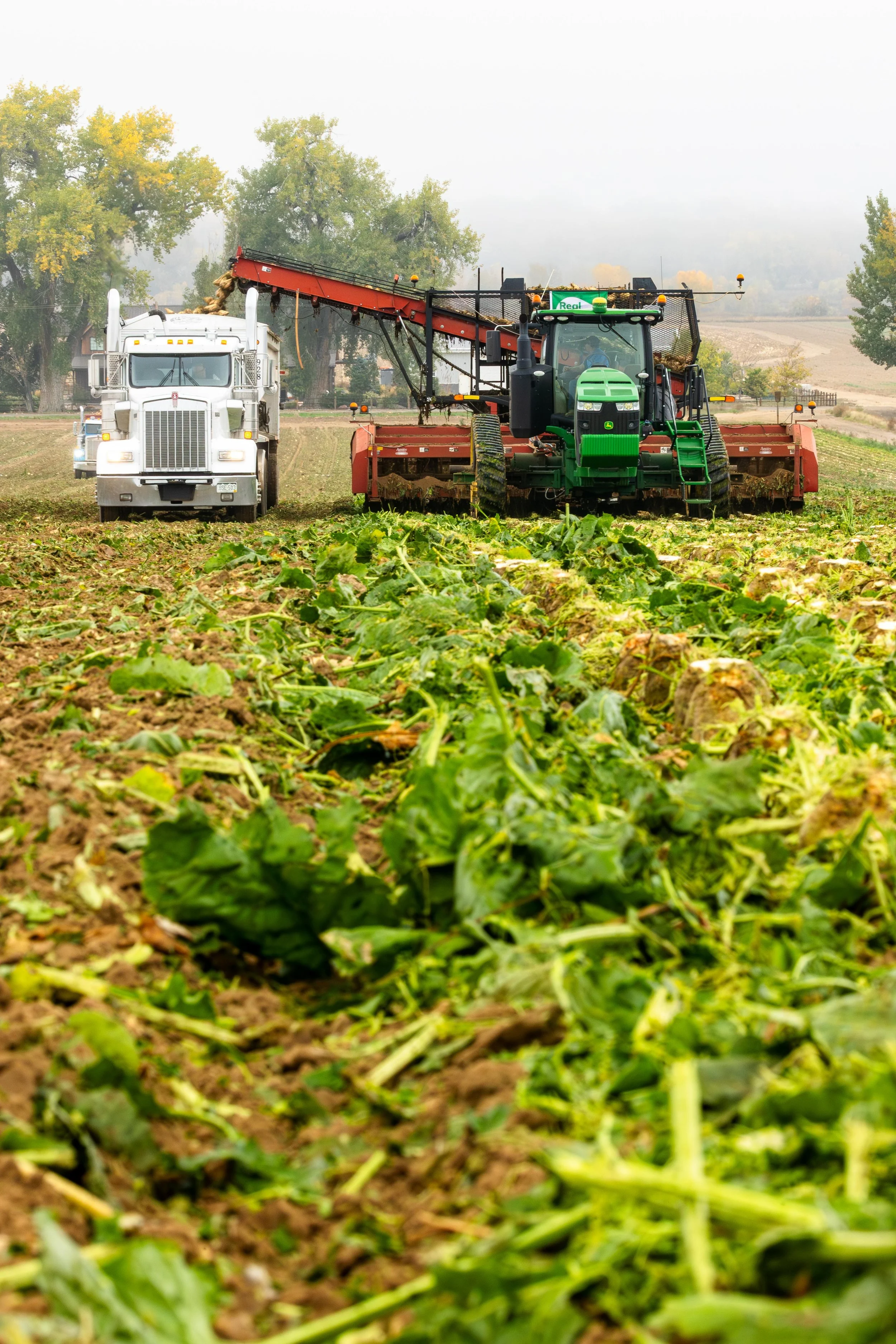 Sugar Beet Farmers in Colorado