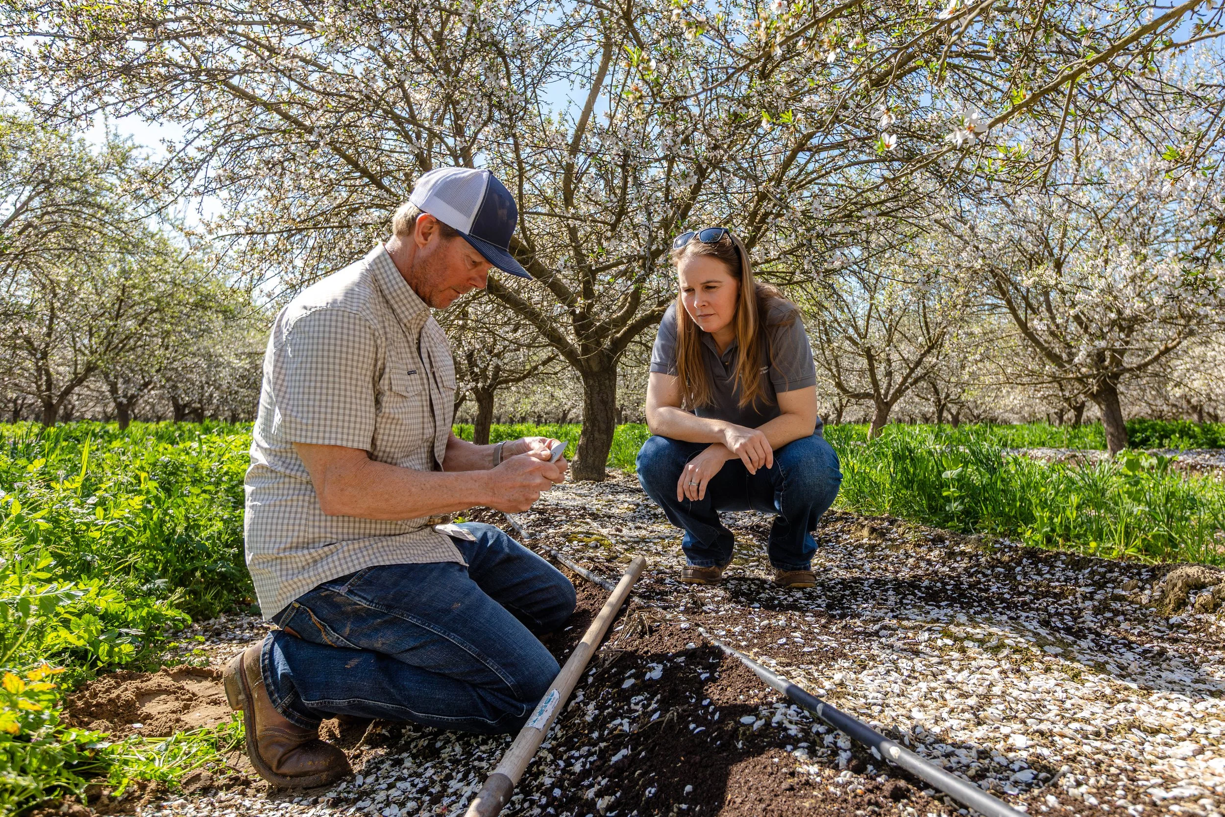 Western SARE Almond Orchards California