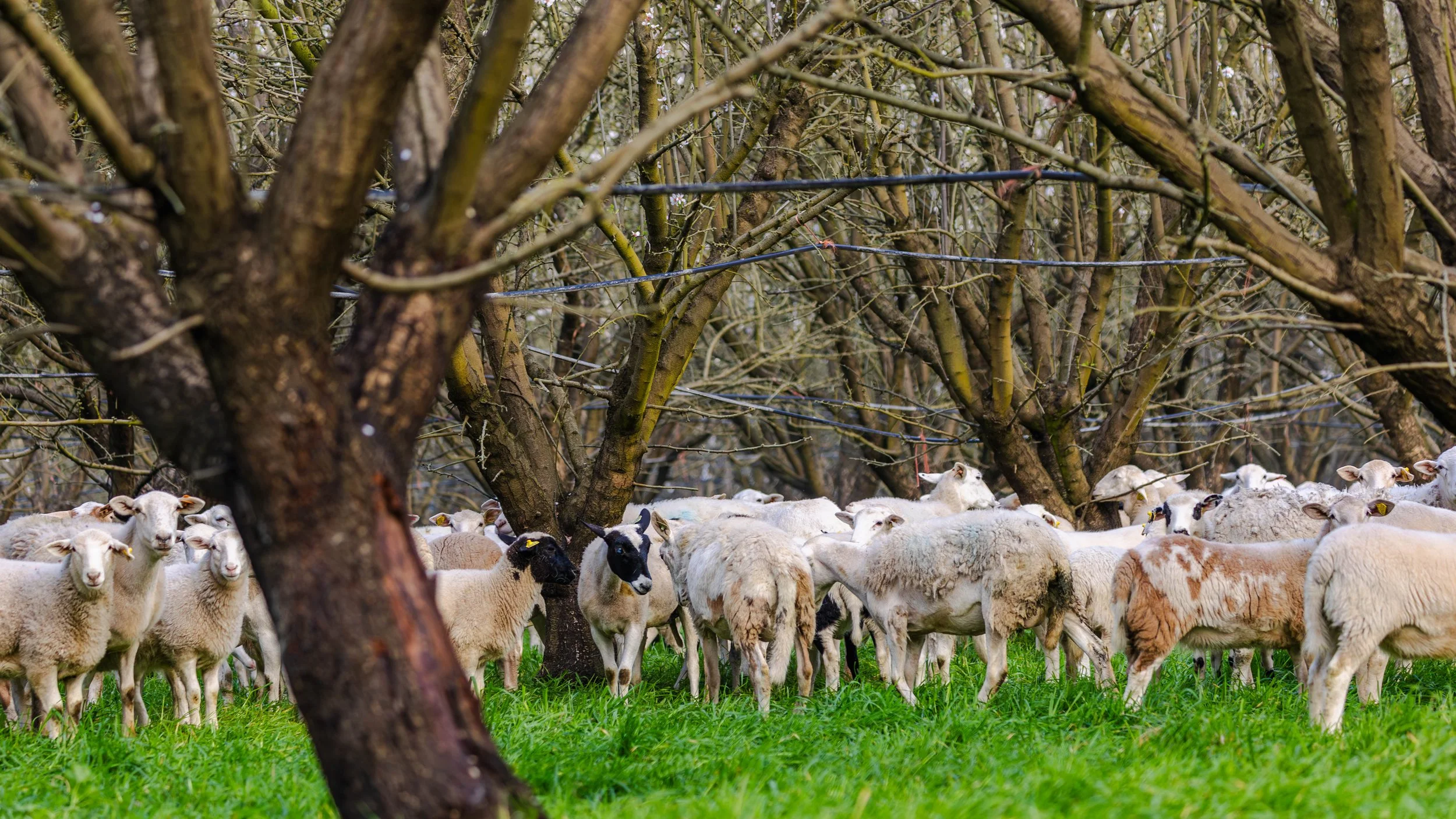 Western SARE | Burroughs Family Farms
