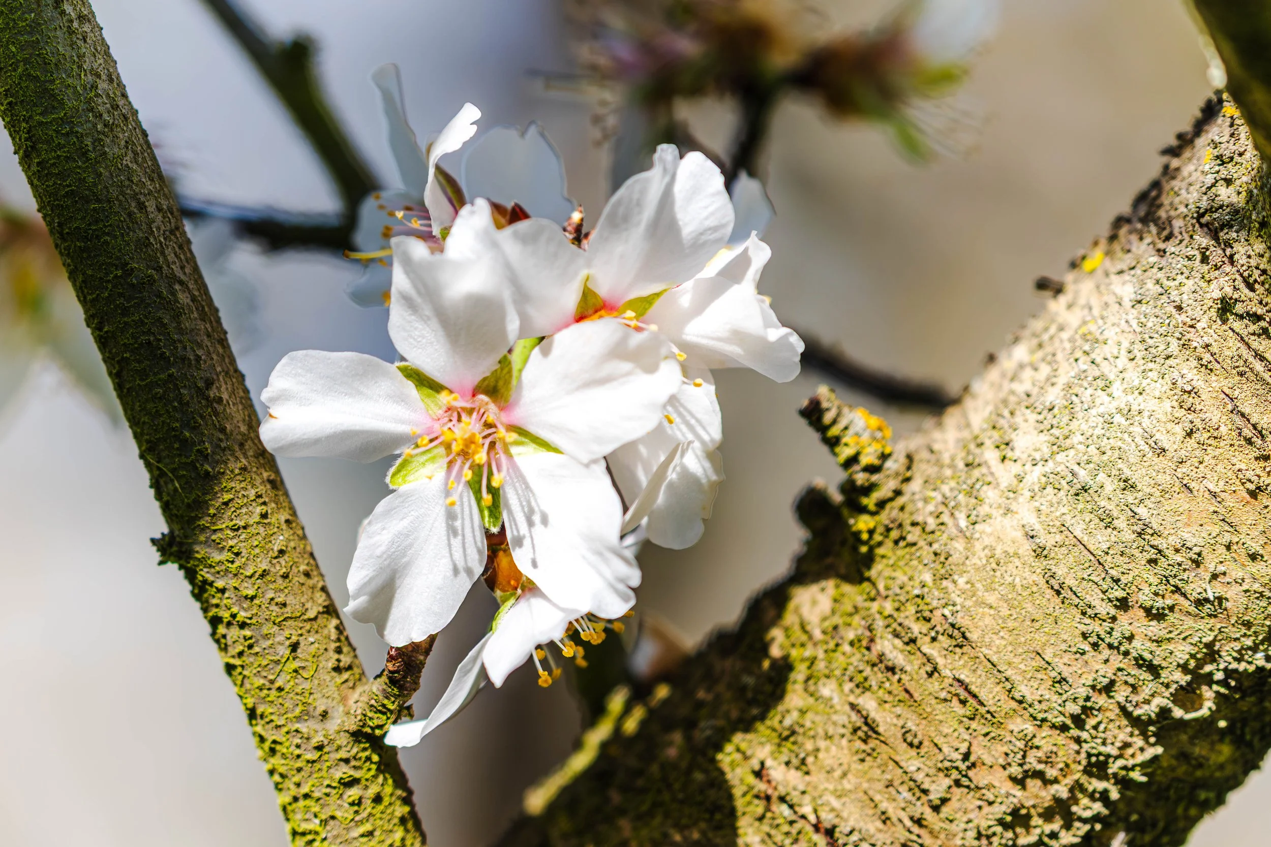 Sheep Grazing in Almond Orchards California