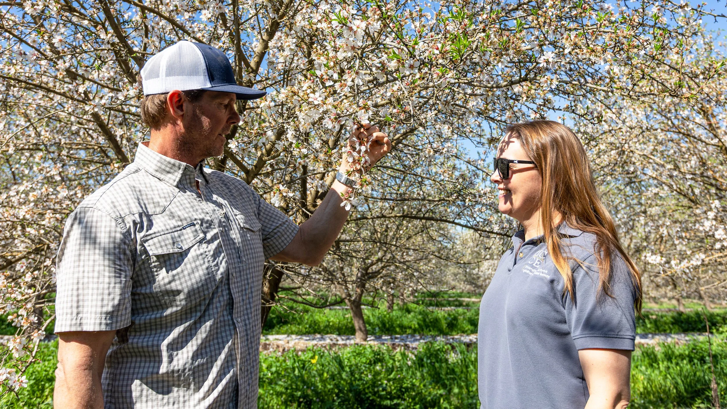 Integrating Cover Crops in Almond Orchards