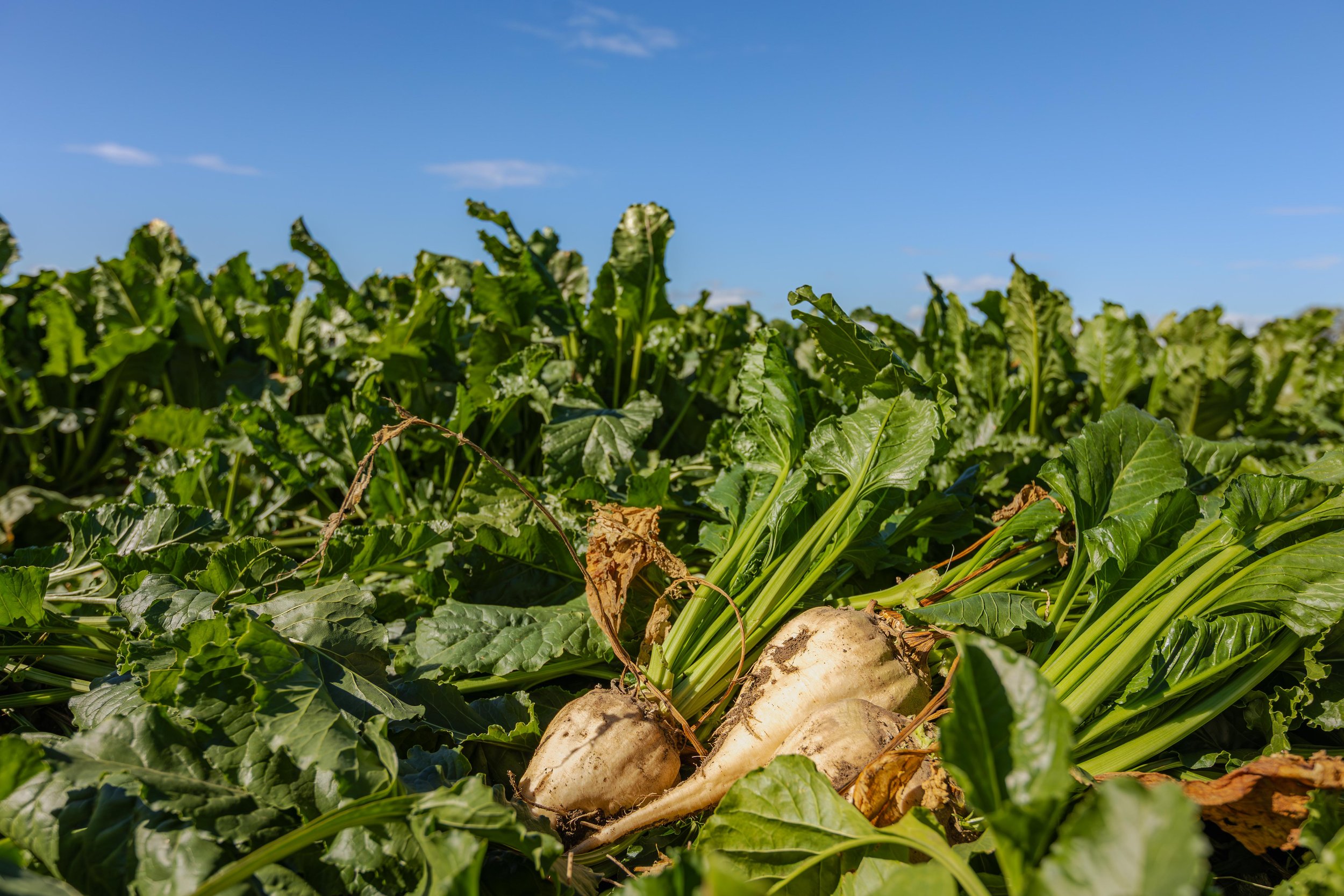 Western SARE Colorado Sugar Beets