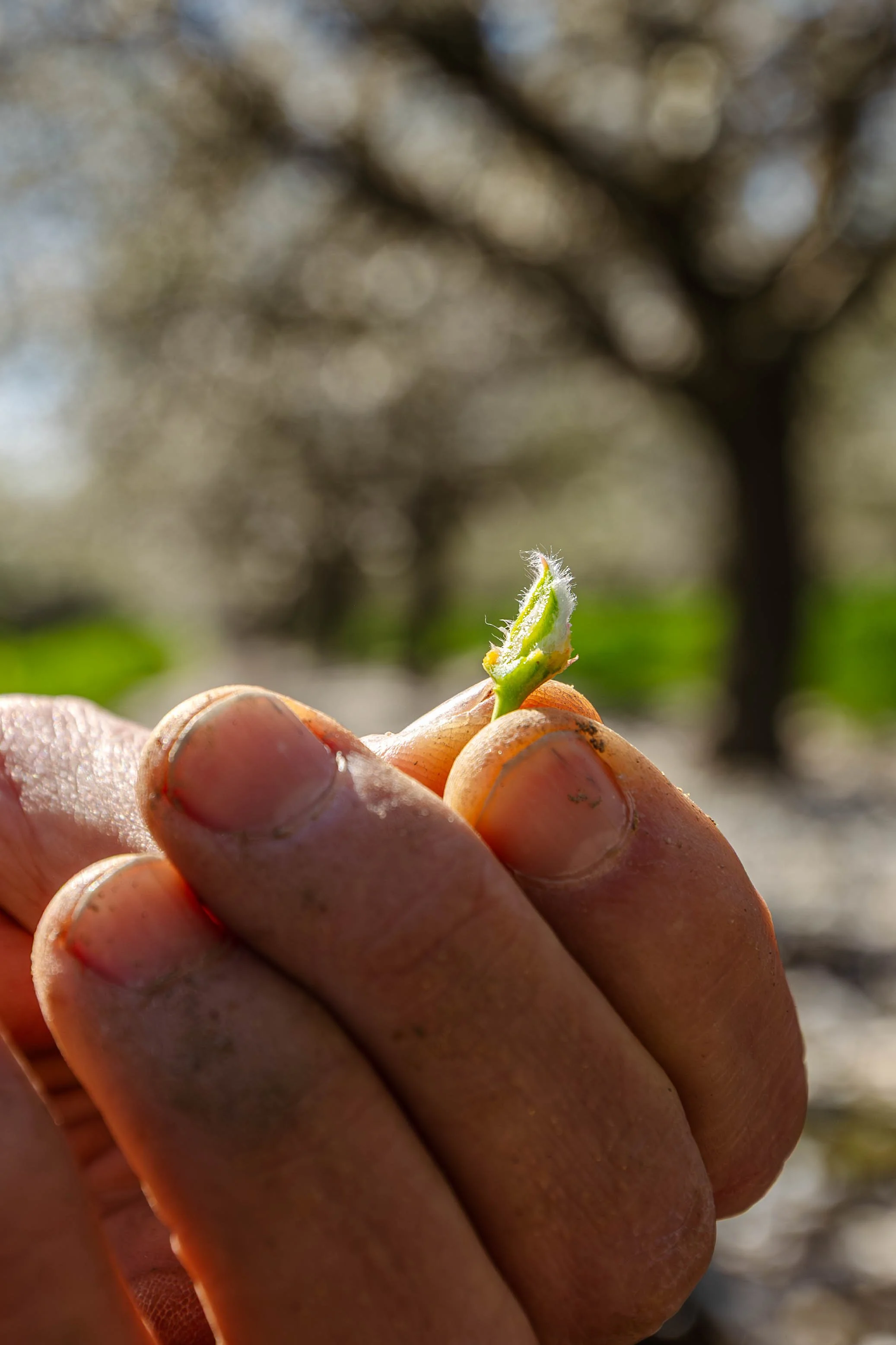 Western SARE Almond Orchards California