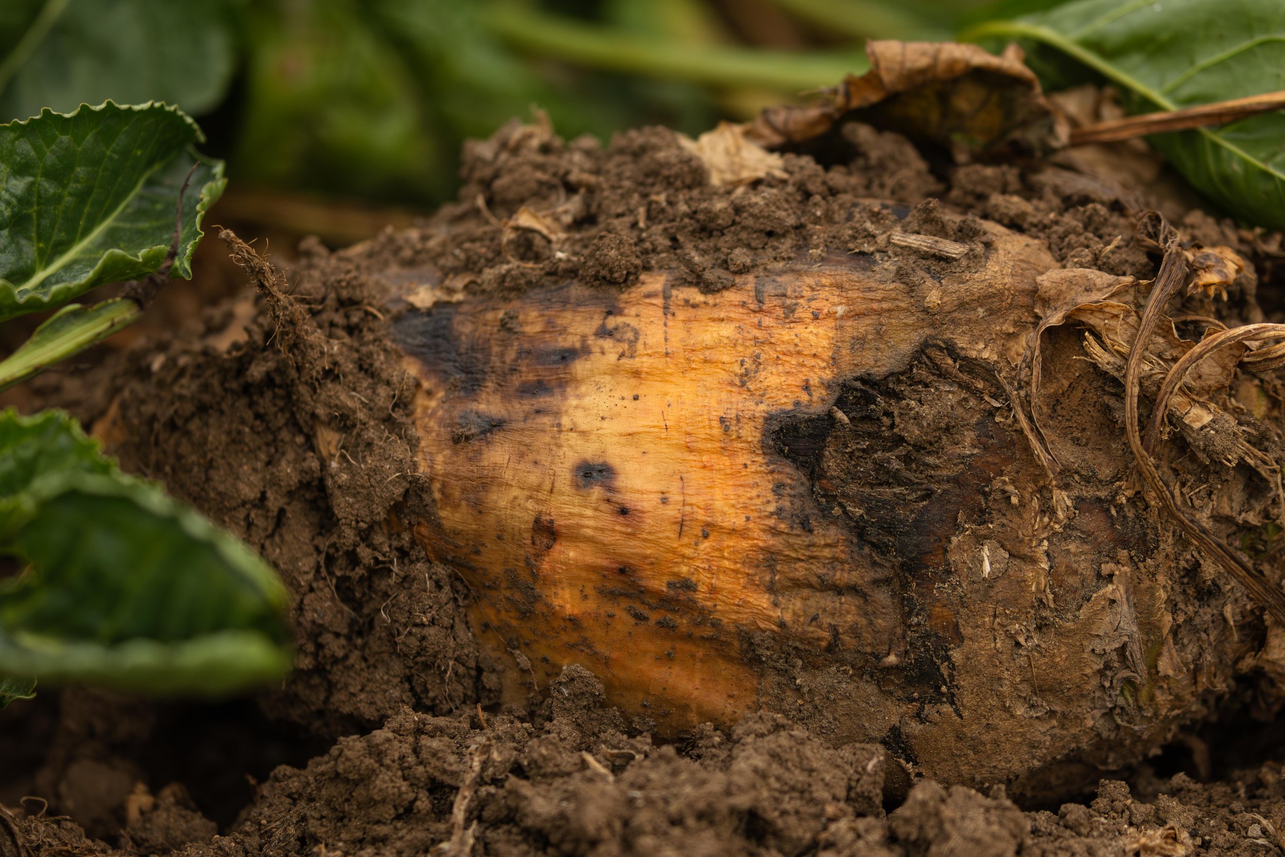 Western SARE Grants Colorado