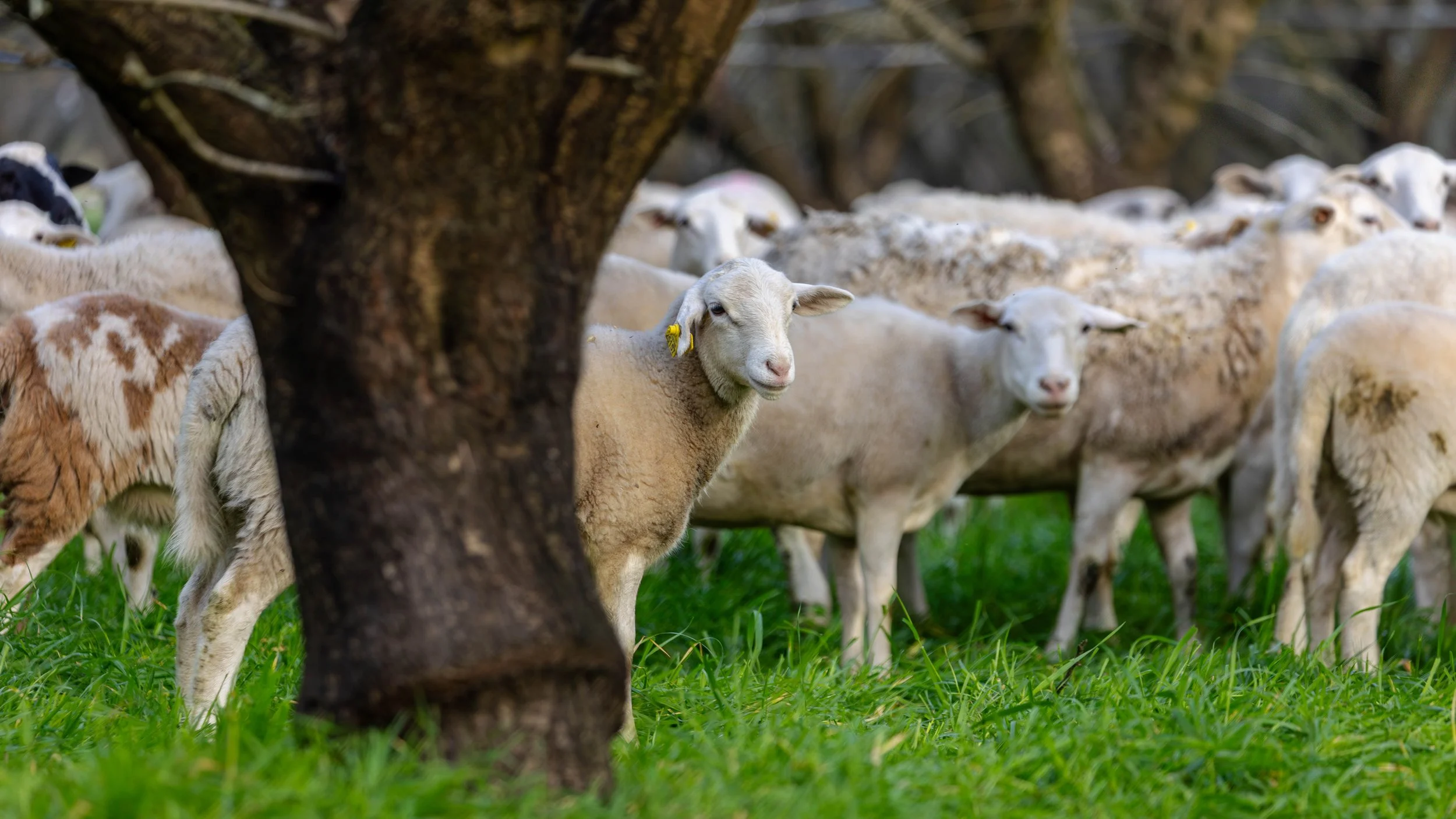 Sheep Grazing in Almond Orchards California