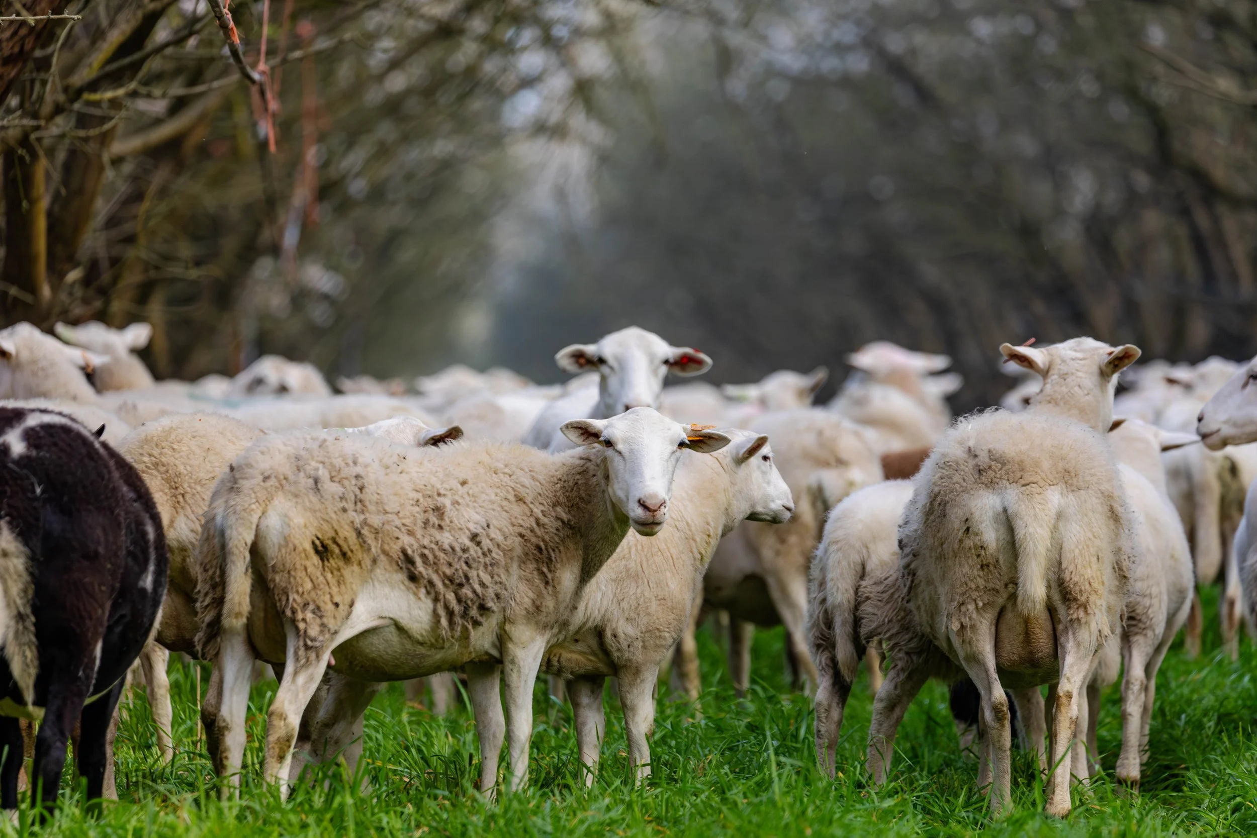 Western SARE | Burroughs Family Farms