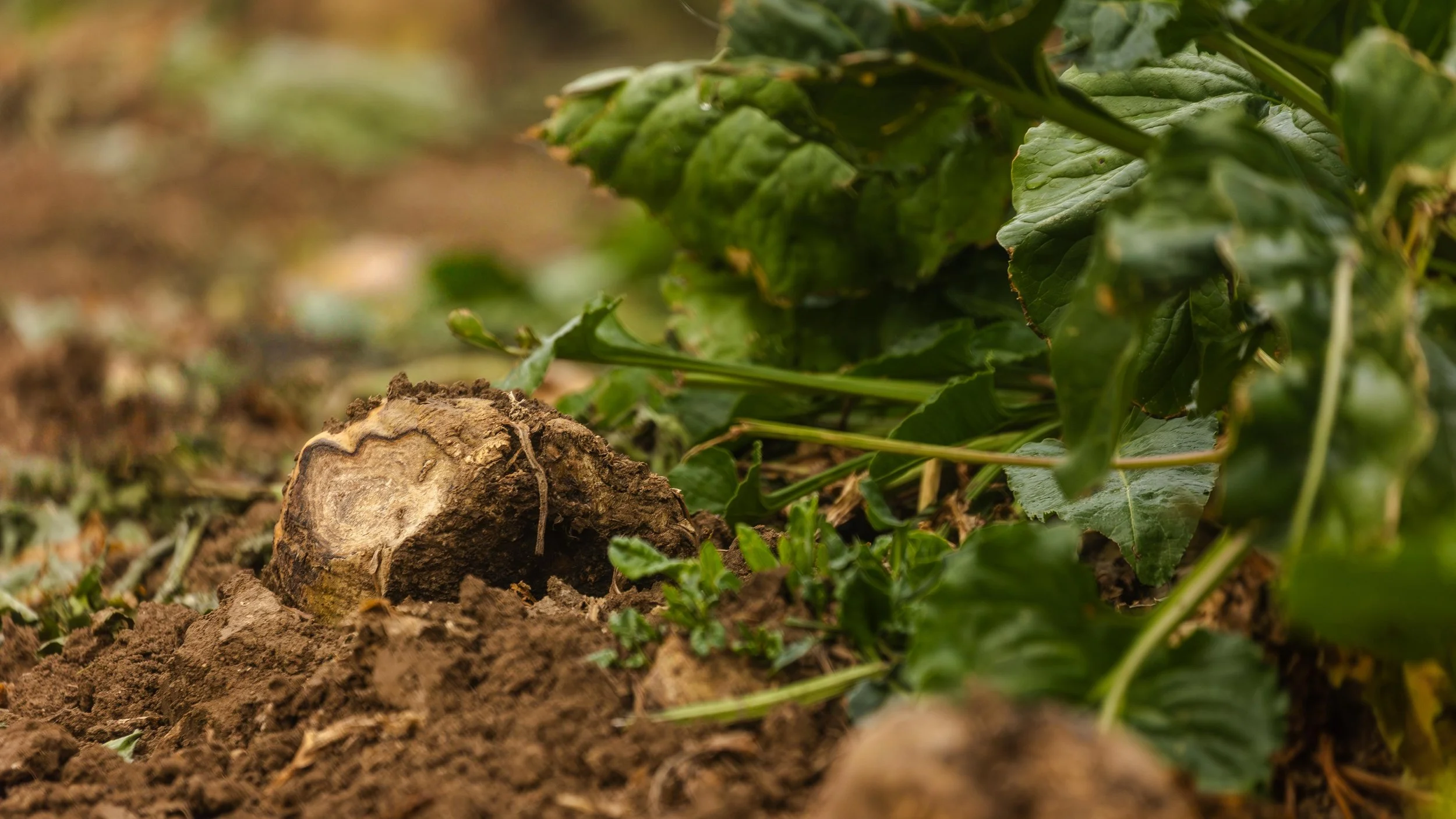 Western Sugar Cooperative