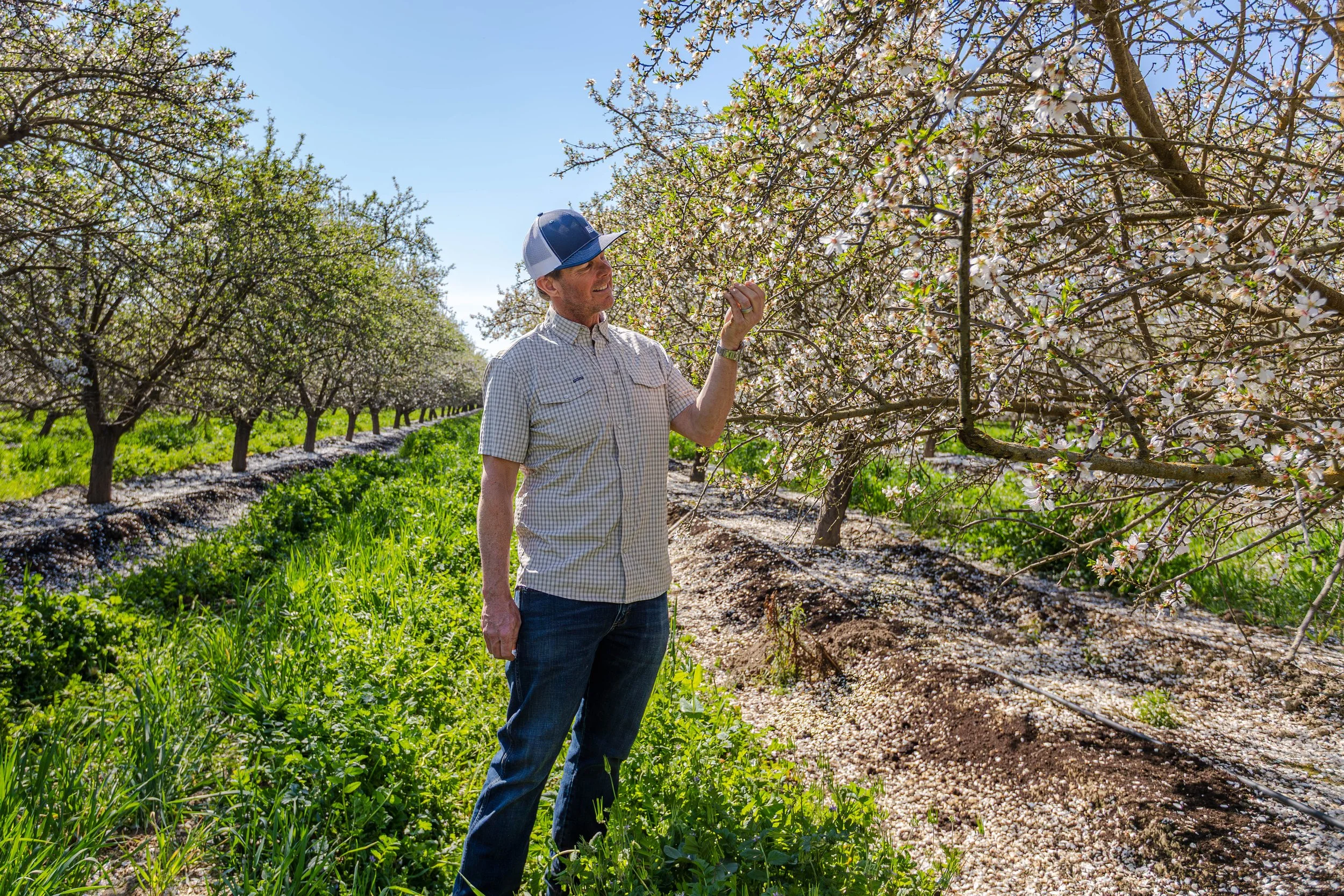 Integrating Cover Crops in Almond Orchards