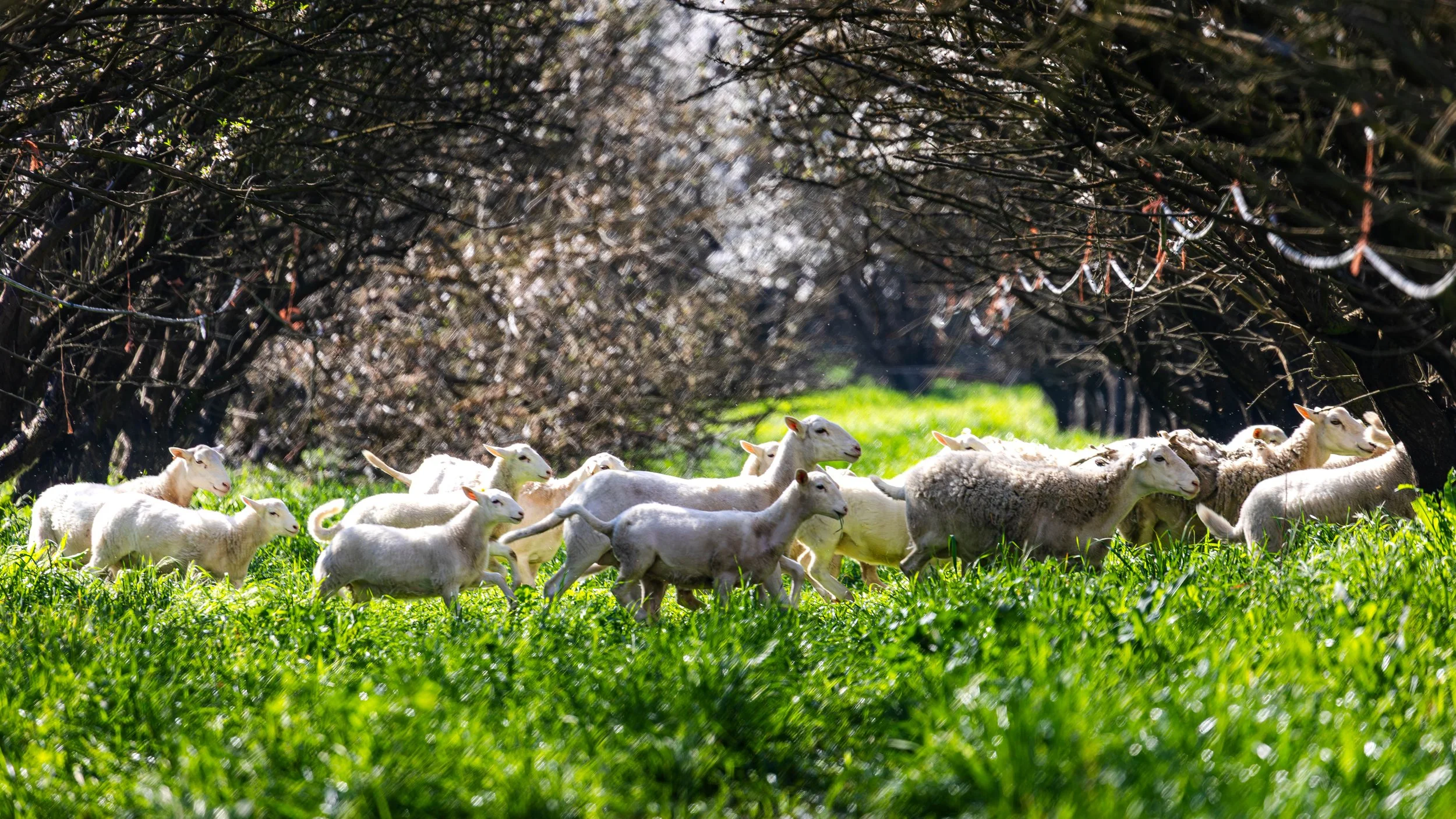 Sheep Grazing in Almond Orchards California