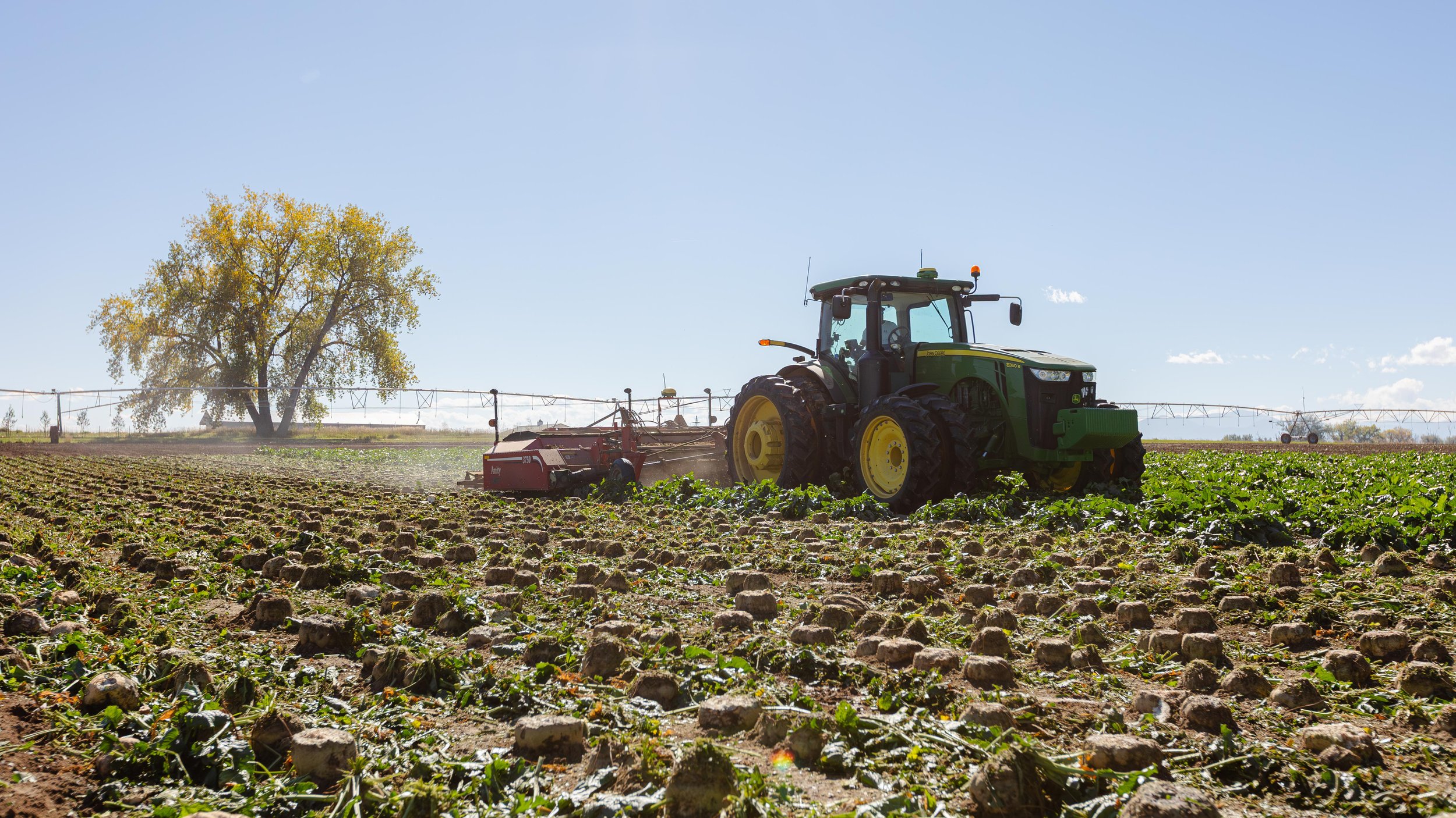 Longmont Colorado Sugar Beets