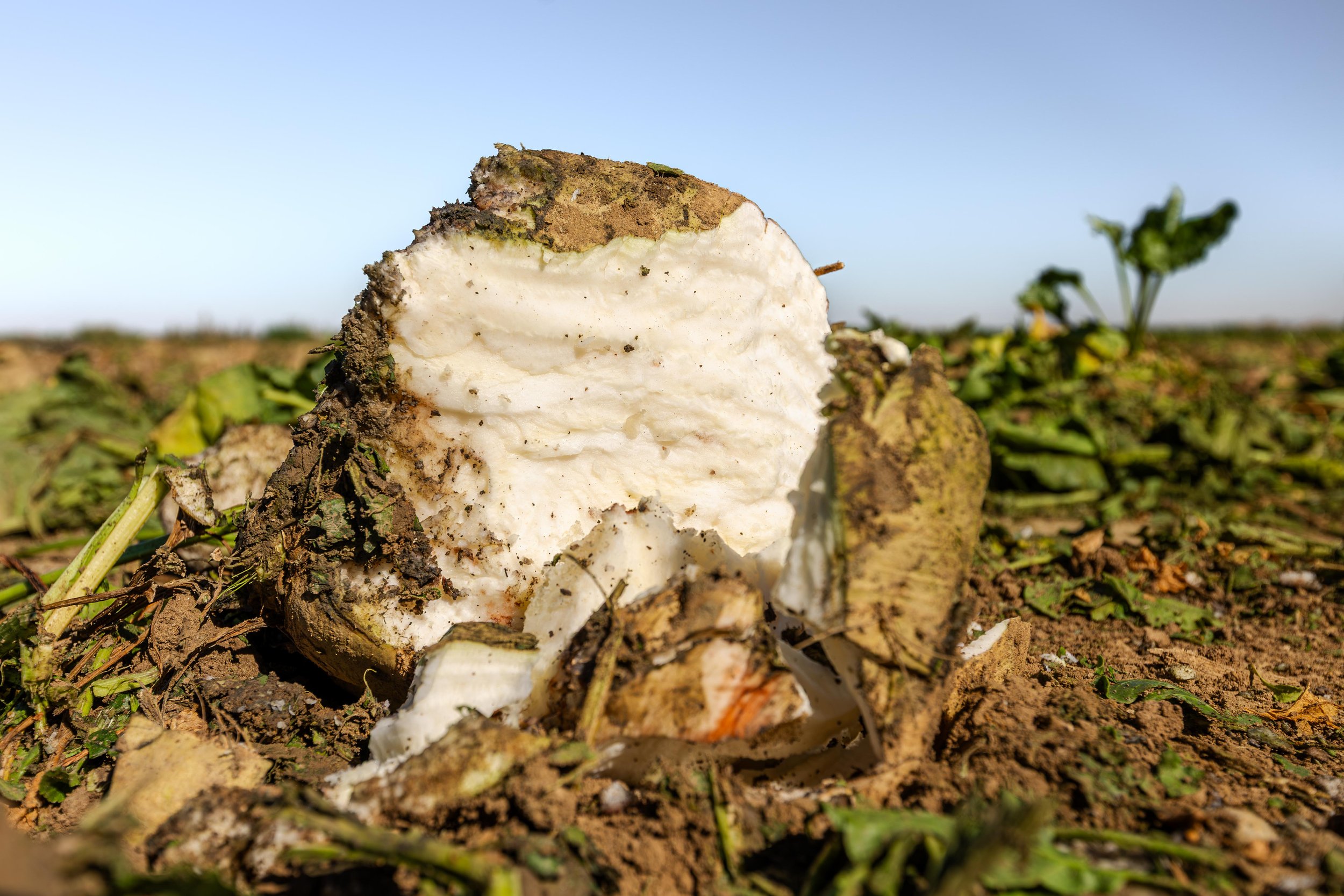 Western Sugar Cooperative