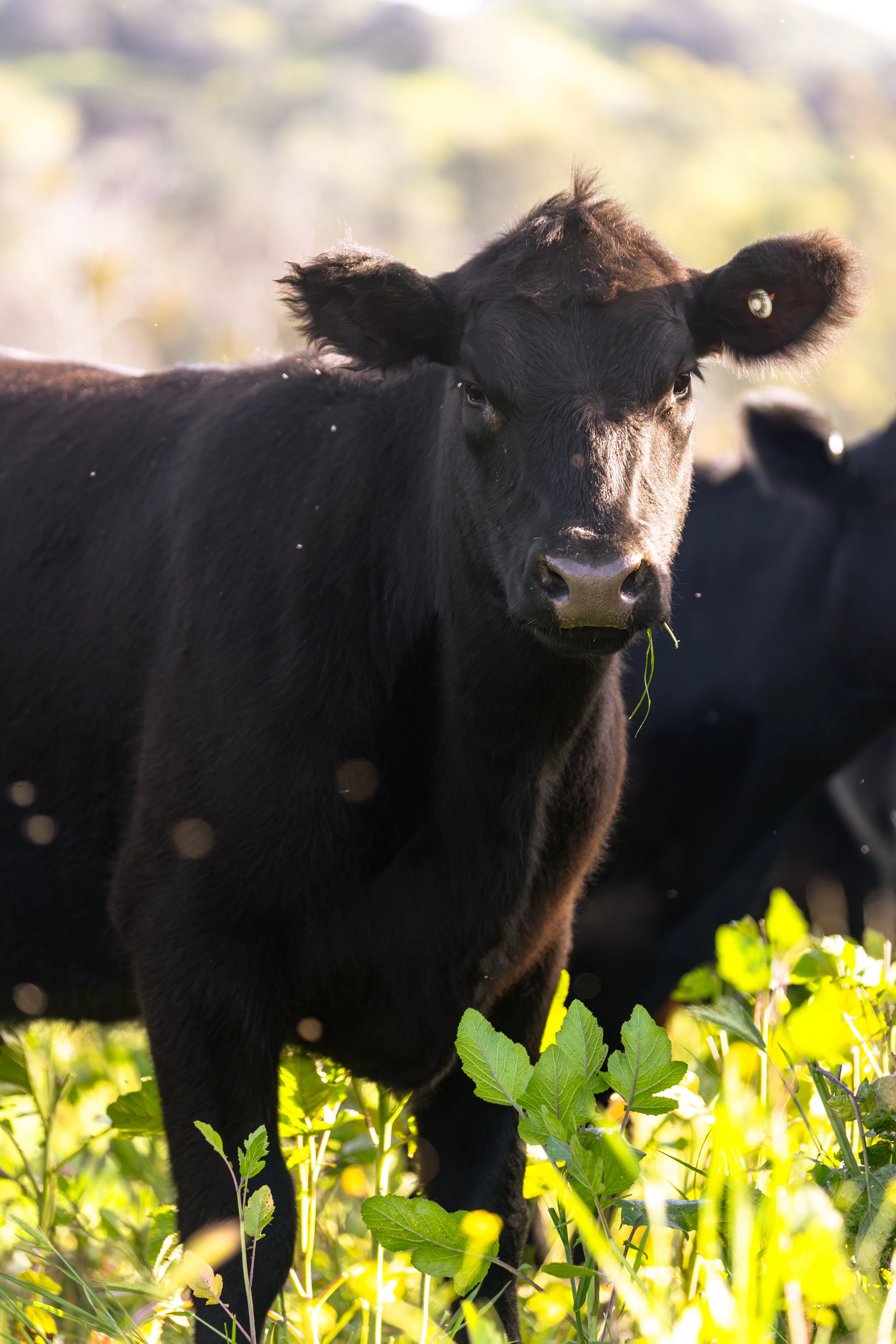 LD Productions Specializes In Regenerative Agriculture
