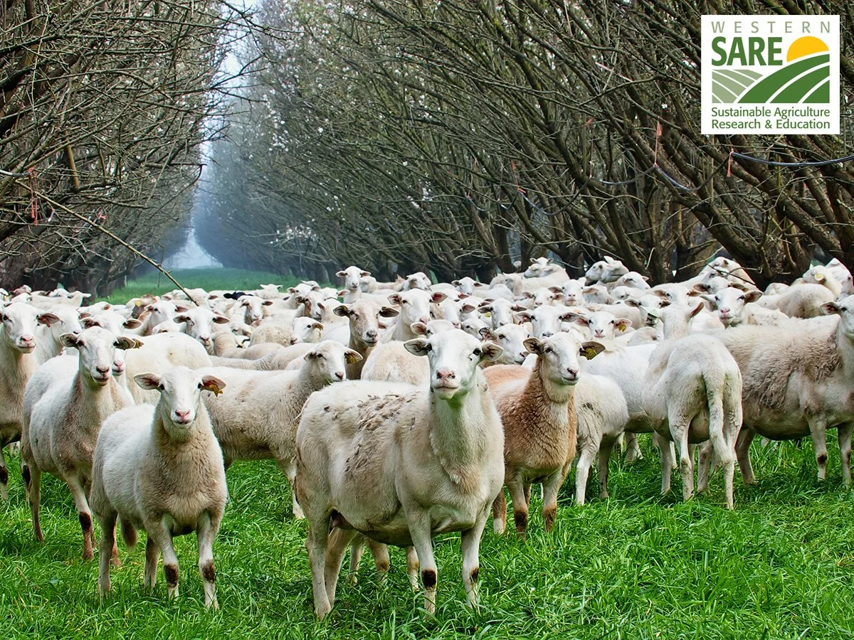 Integrating Cover Crops and Sheep Grazing into Almond Orchards