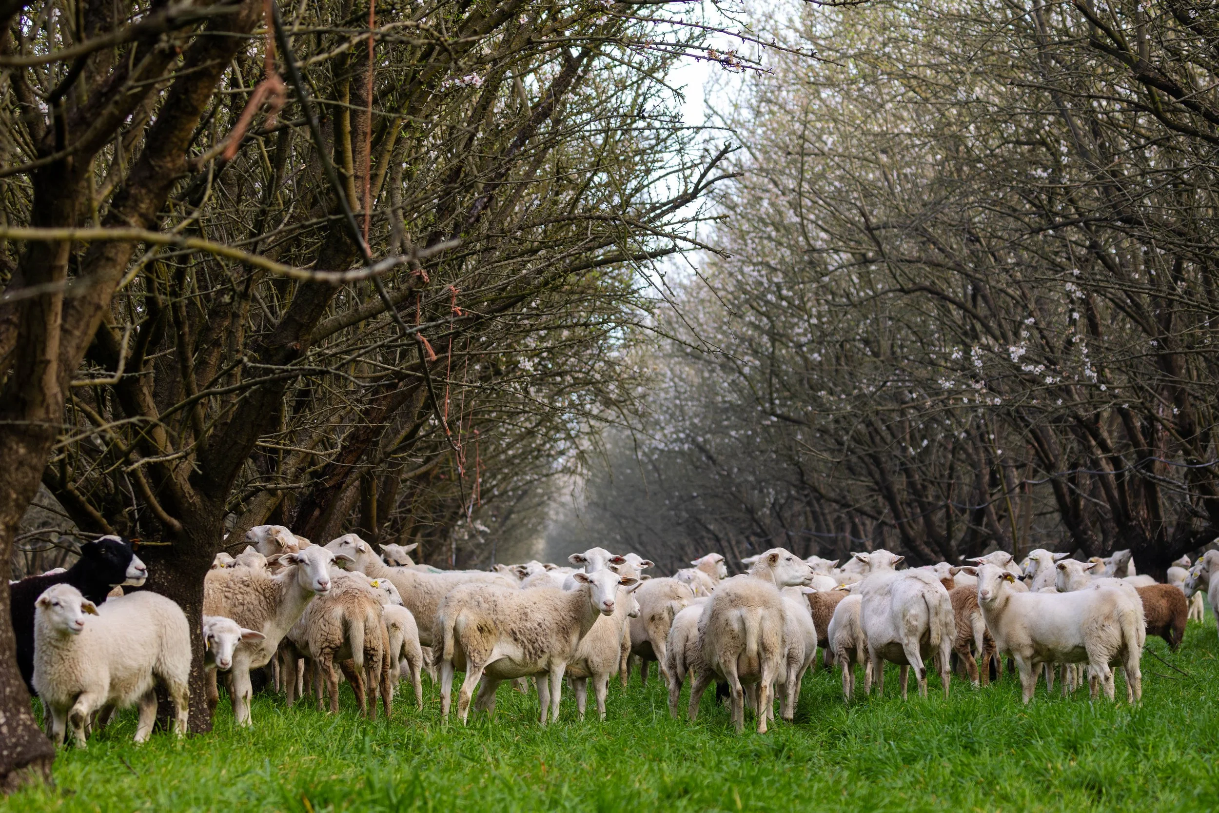 Western SARE | Burroughs Family Farms